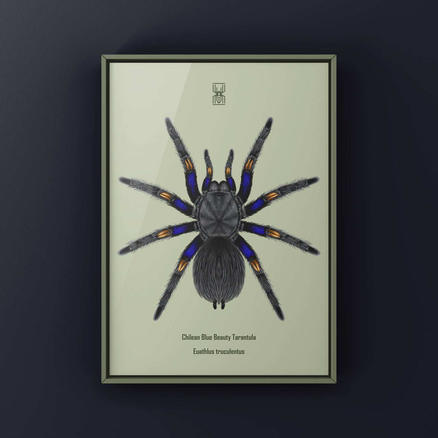 Chilean Blue Beauty Tarantula Art Print (Euathlus truculentus)