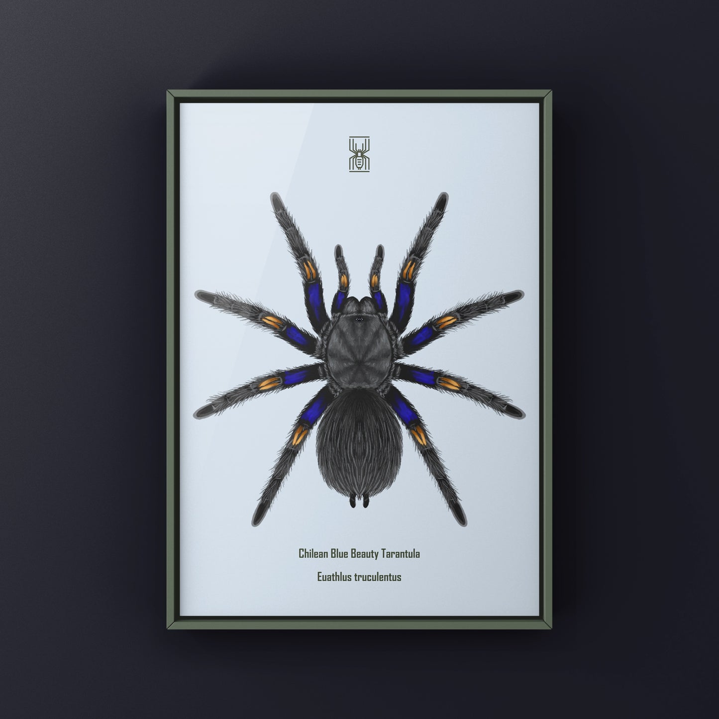 Chilean Blue Beauty Tarantula Art Print (Euathlus truculentus)