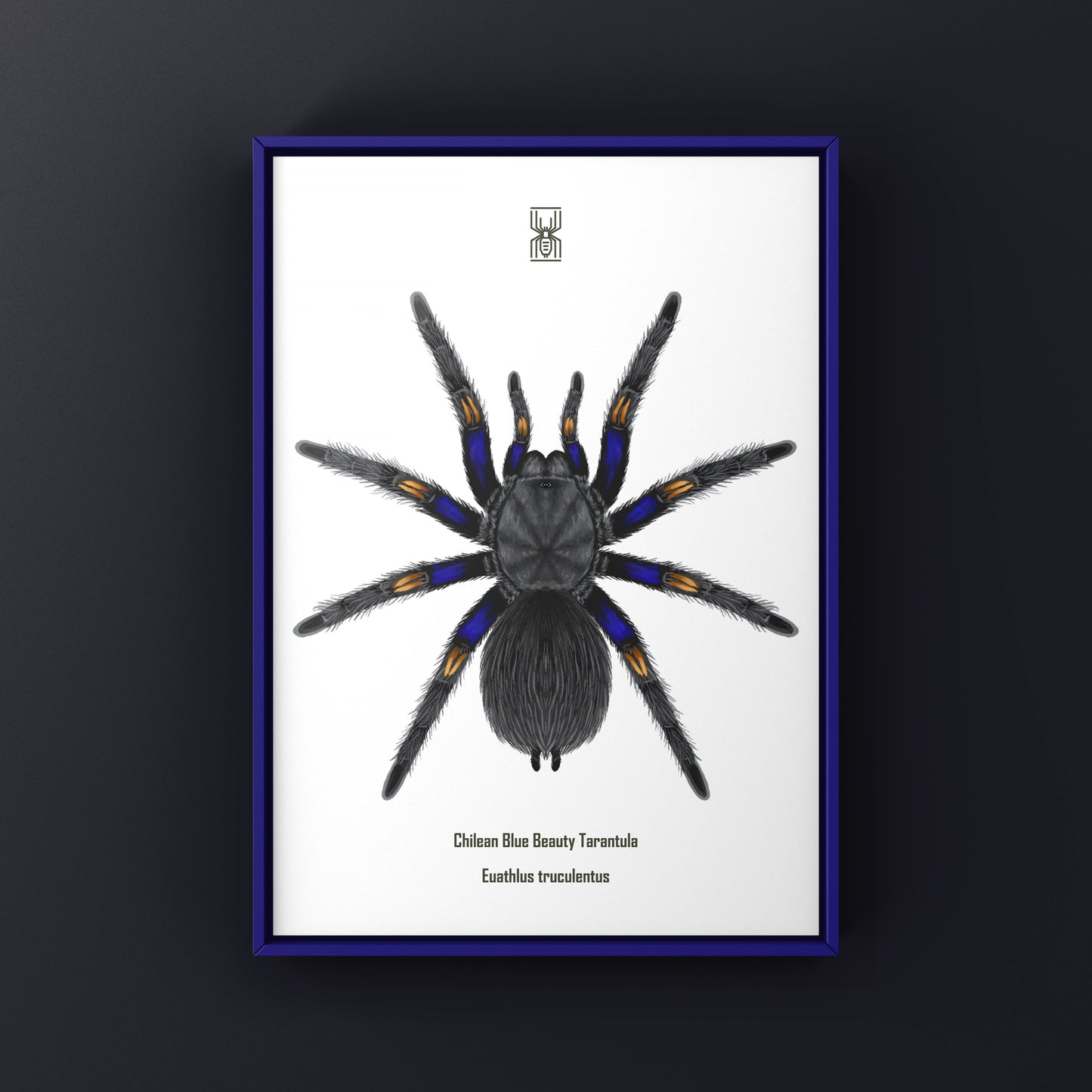 Chilean Blue Beauty Tarantula Art Print (Euathlus truculentus)