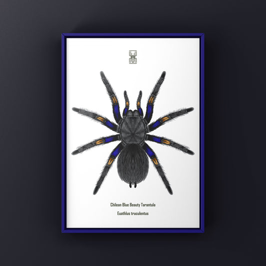 Chilean Blue Beauty Tarantula Art Print (Euathlus truculentus) from The Silk Ranch