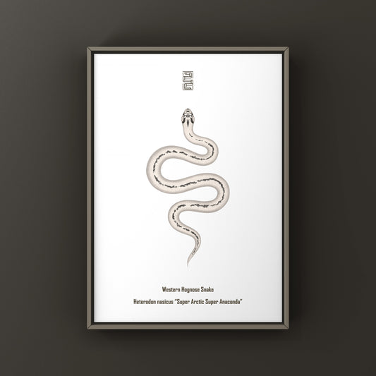 Super Arctic Super Anaconda Western Hognose Snake Art Print (Heterodon nasicus) from The Silk Ranch