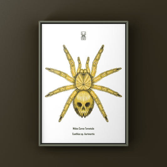 Midas Curse Tarantula Art Print (Euathlus sp. Aurimortis) from The Silk Ranch