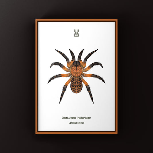 Ornate Armored Trapdoor Spider Art Print (Liphistius ornatus) from The Silk Ranch
