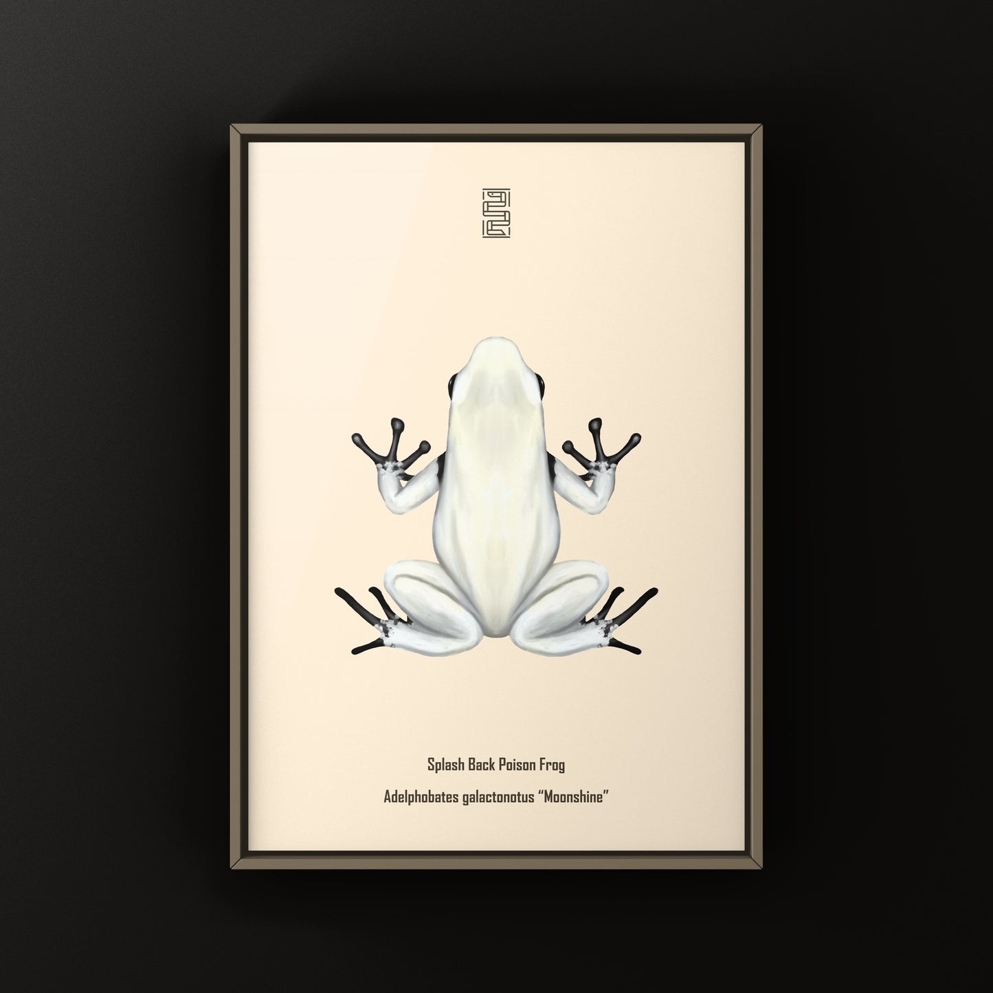 Moonshine Splash Back Poison Frog Art Print (Adelphobates galactonotus)
