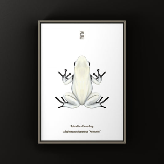 Moonshine Splash Back Poison Frog Art Print (Adelphobates galactonotus)