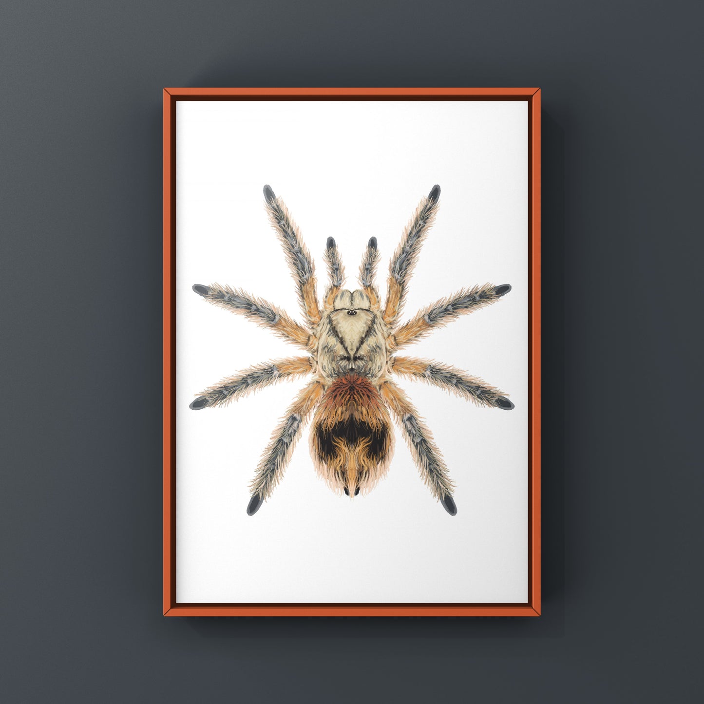 Chilean Copper Tarantula, Phrixotrichus Scrofa, Photographic Art Print from The Silk Ranch