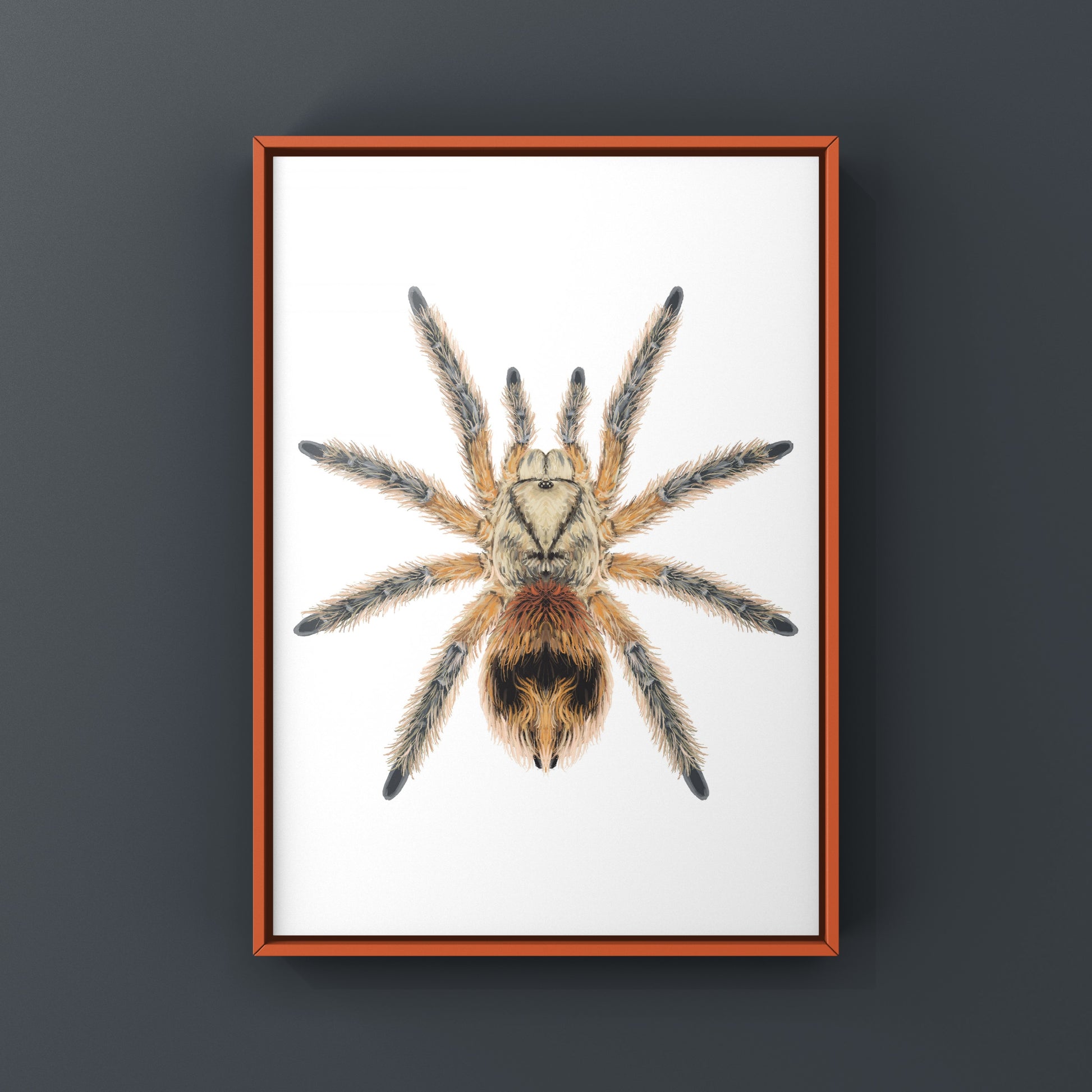 Chilean Copper Tarantula, Phrixotrichus Scrofa, Photographic Art Print from The Silk Ranch