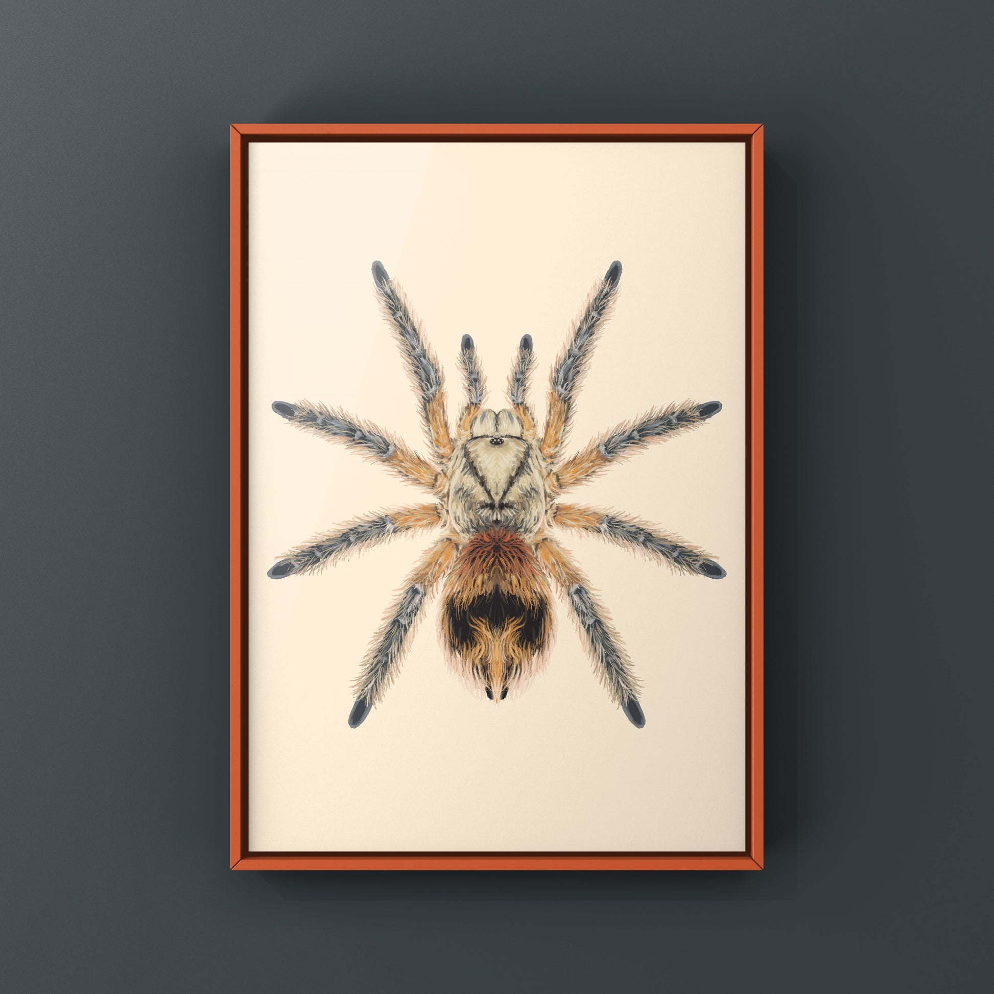 Chilean Copper Tarantula, Phrixotrichus Scrofa, Photographic Art Print from The Silk Ranch