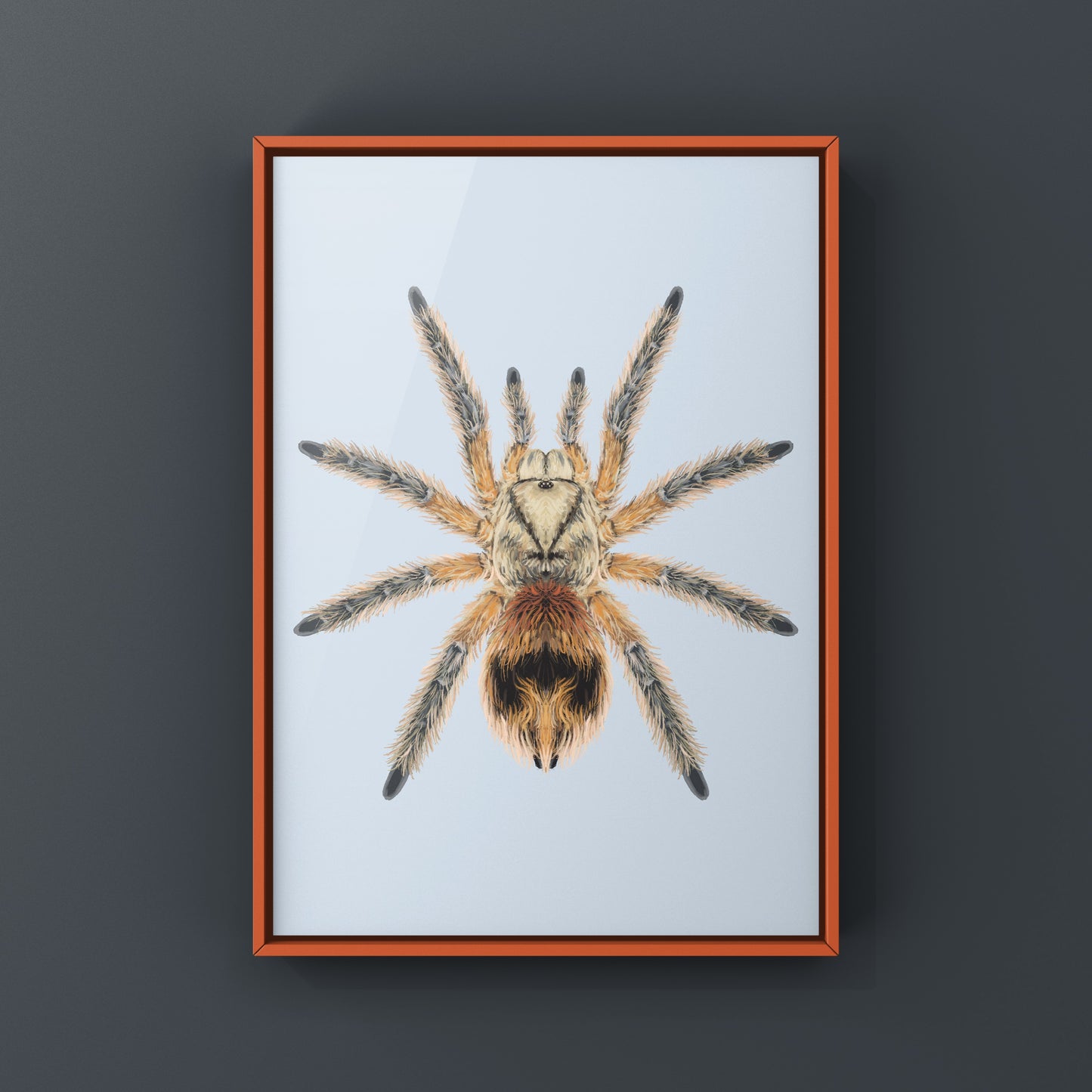 Chilean Copper Tarantula, Phrixotrichus Scrofa, Photographic Art Print from The Silk Ranch