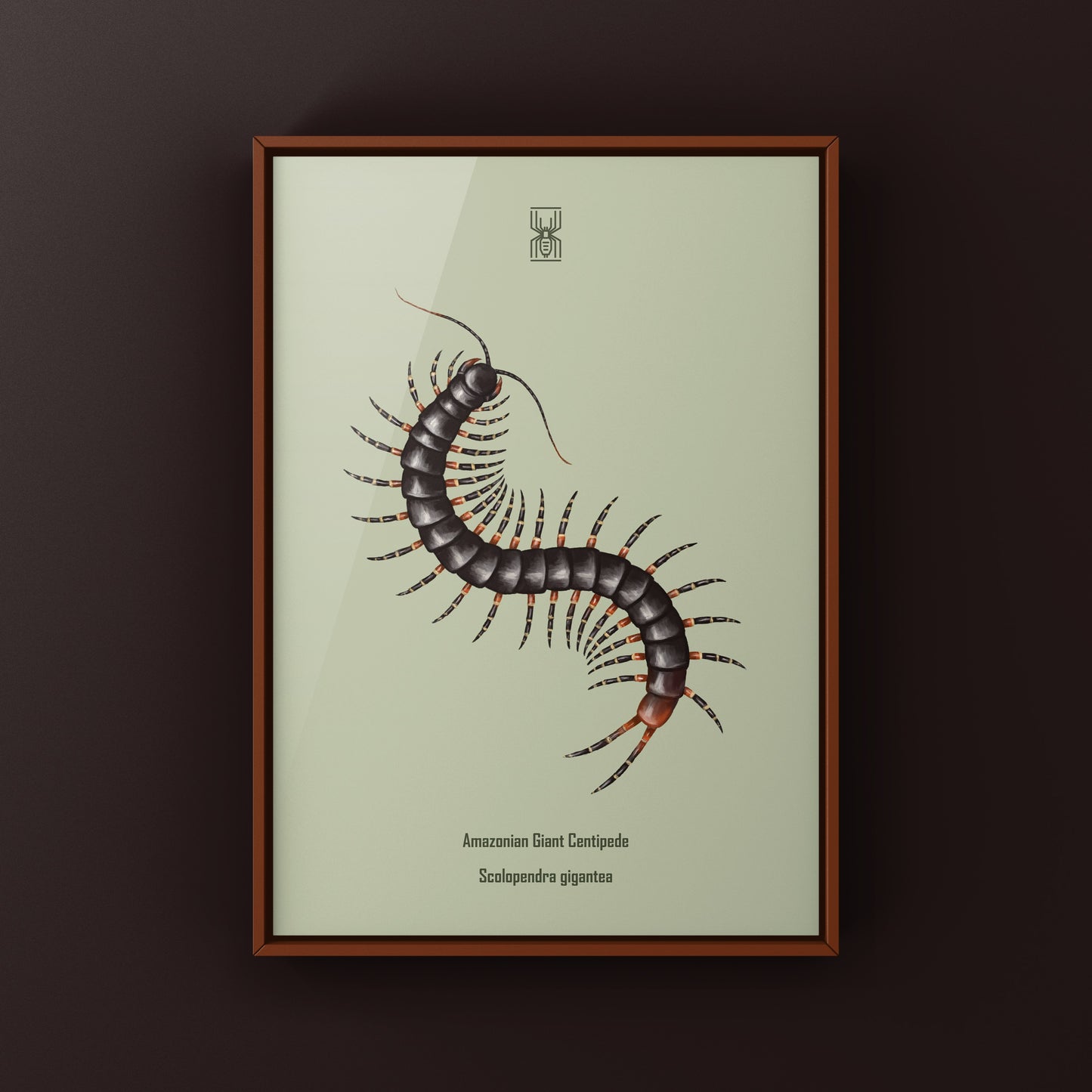 Amazonian Giant Centipede Art Print (Scolopendra gigantea)