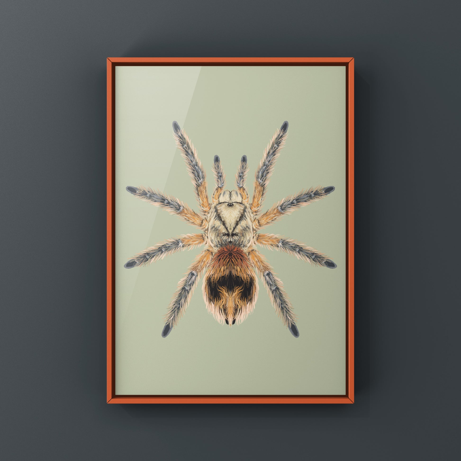 Chilean Copper Tarantula, Phrixotrichus Scrofa, Photographic Art Print from The Silk Ranch