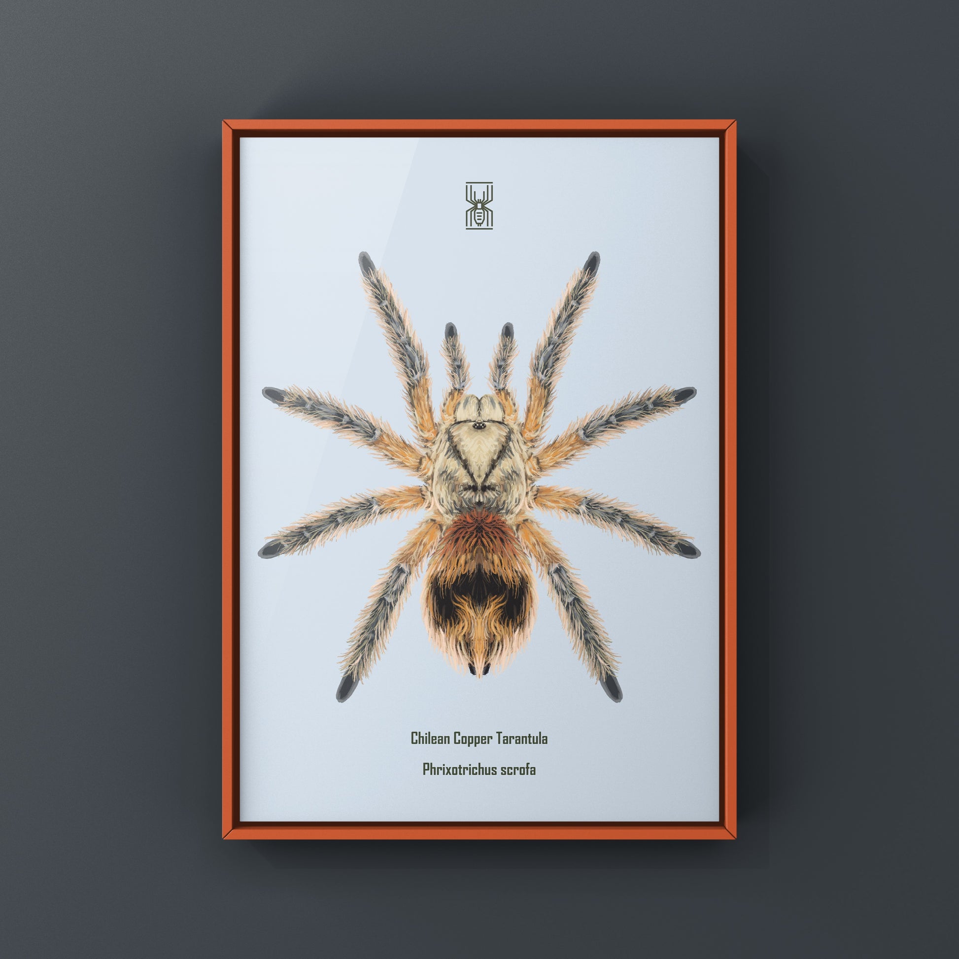 Chilean Copper Tarantula, Phrixotrichus Scrofa, Photographic Art Print from The Silk Ranch