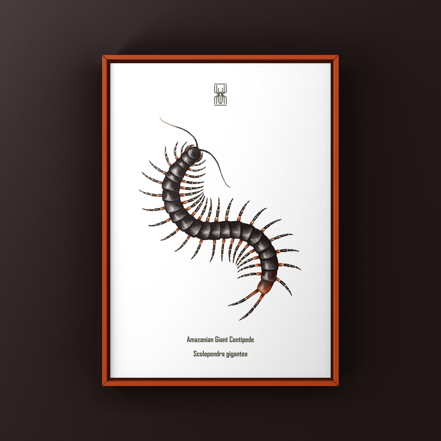 Amazonian Giant Centipede Art Print (Scolopendra gigantea)