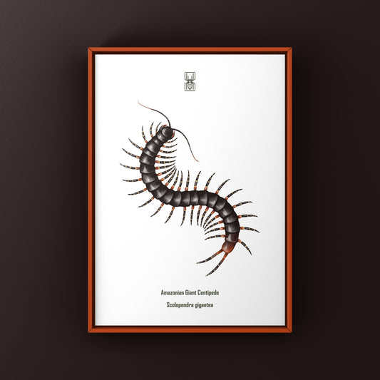 Amazonian Giant Centipede Art Print (Scolopendra gigantea)