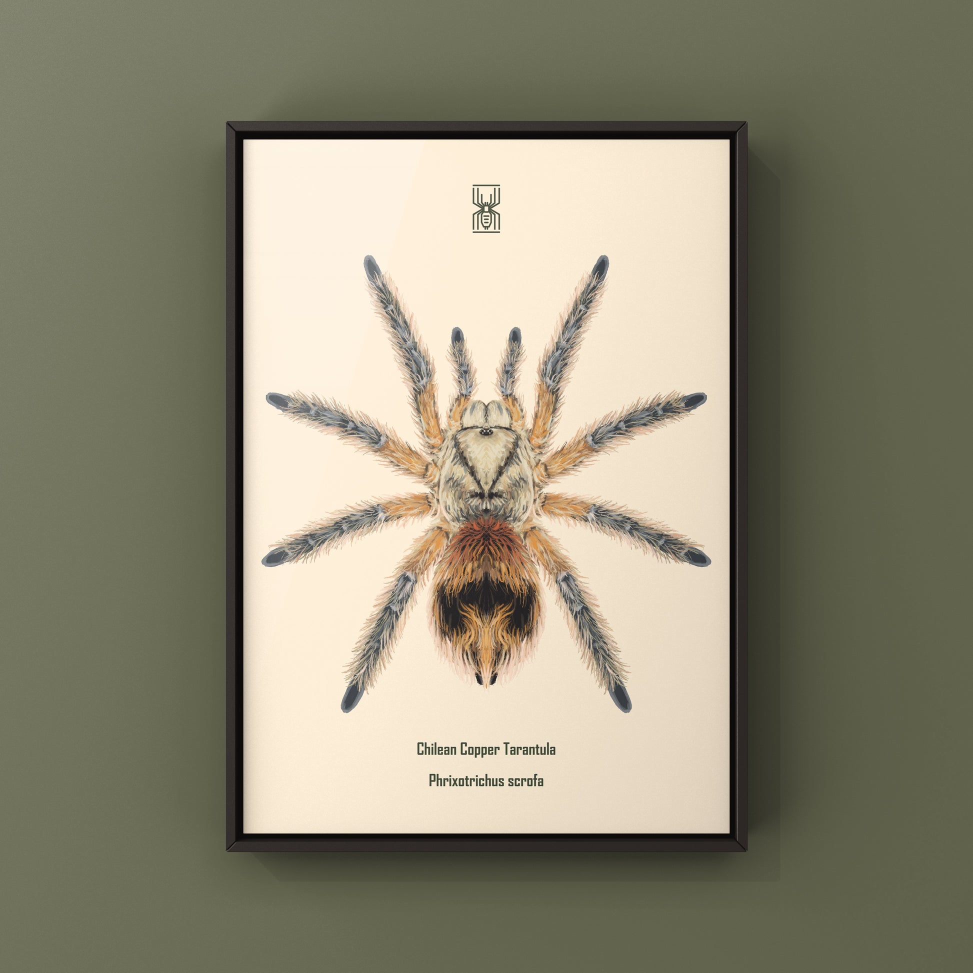 Chilean Copper Tarantula, Phrixotrichus Scrofa, Photographic Art Print from The Silk Ranch