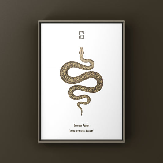 Granite Burmese Python Art Print (Python bivittatus)