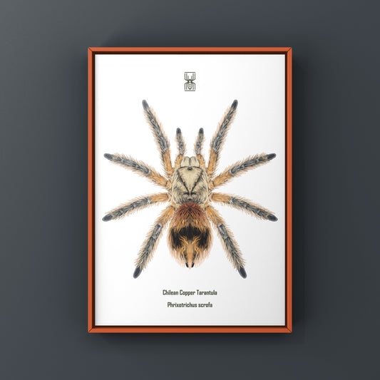 Chilean Copper Tarantula, Phrixotrichus Scrofa, Photographic Art Print from The Silk Ranch