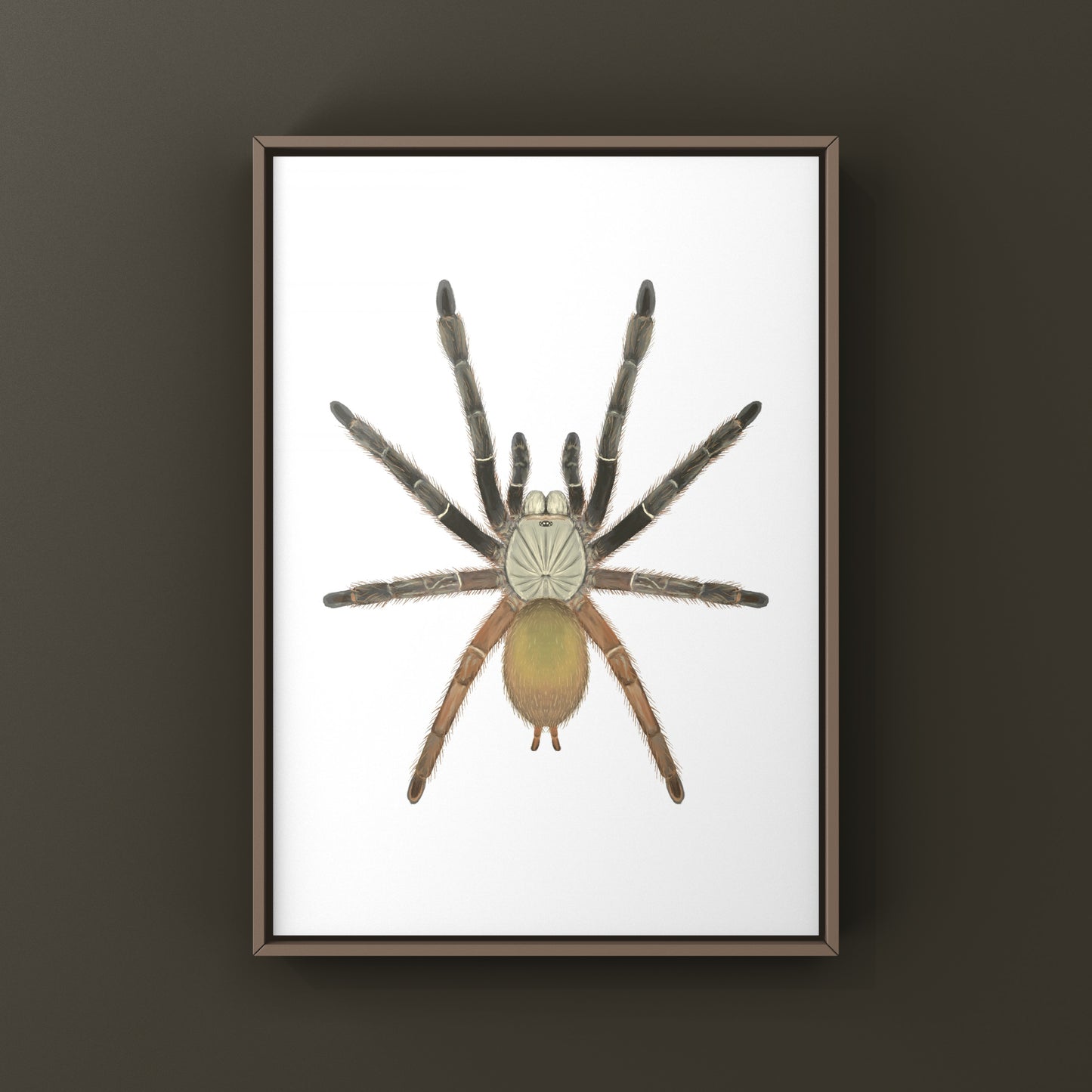 Emerald Skeleton Tarantula, Ephebopus Uatuman, Photographic Art Print from The Silk Ranch