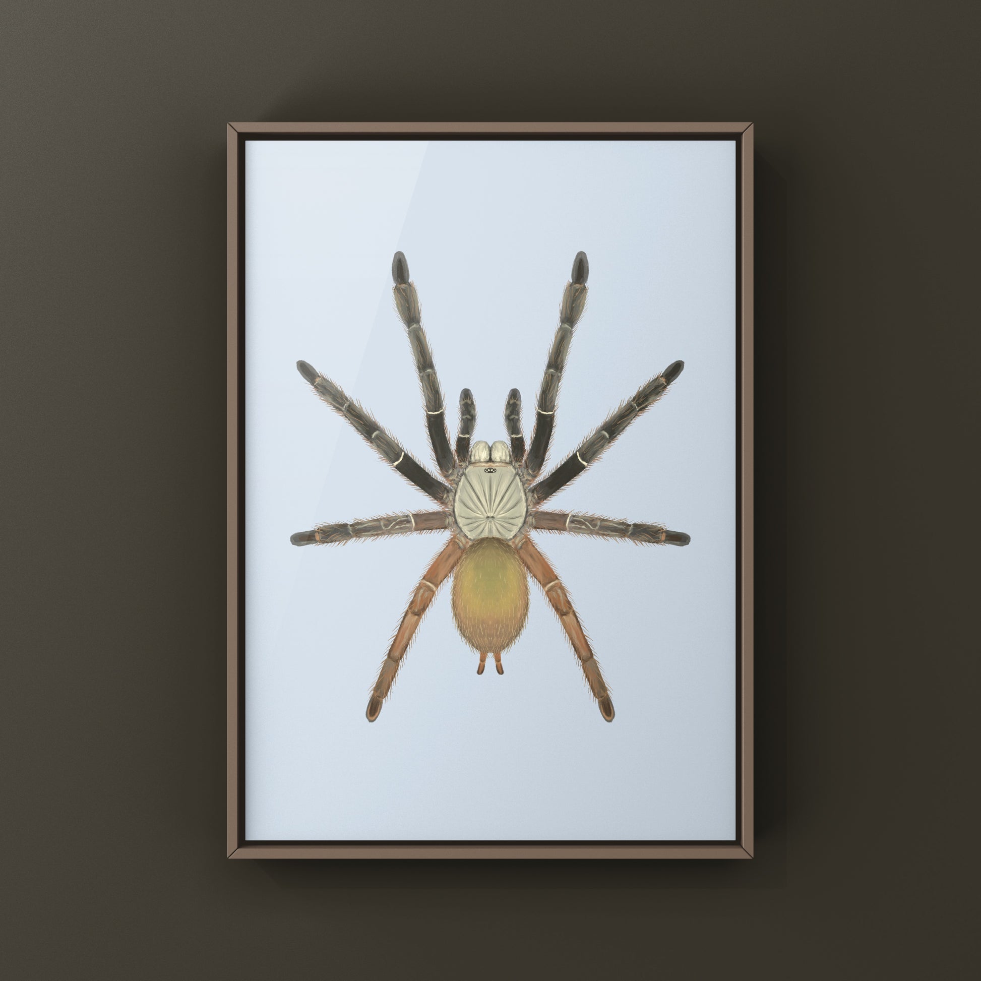 Emerald Skeleton Tarantula, Ephebopus Uatuman, Photographic Art Print from The Silk Ranch