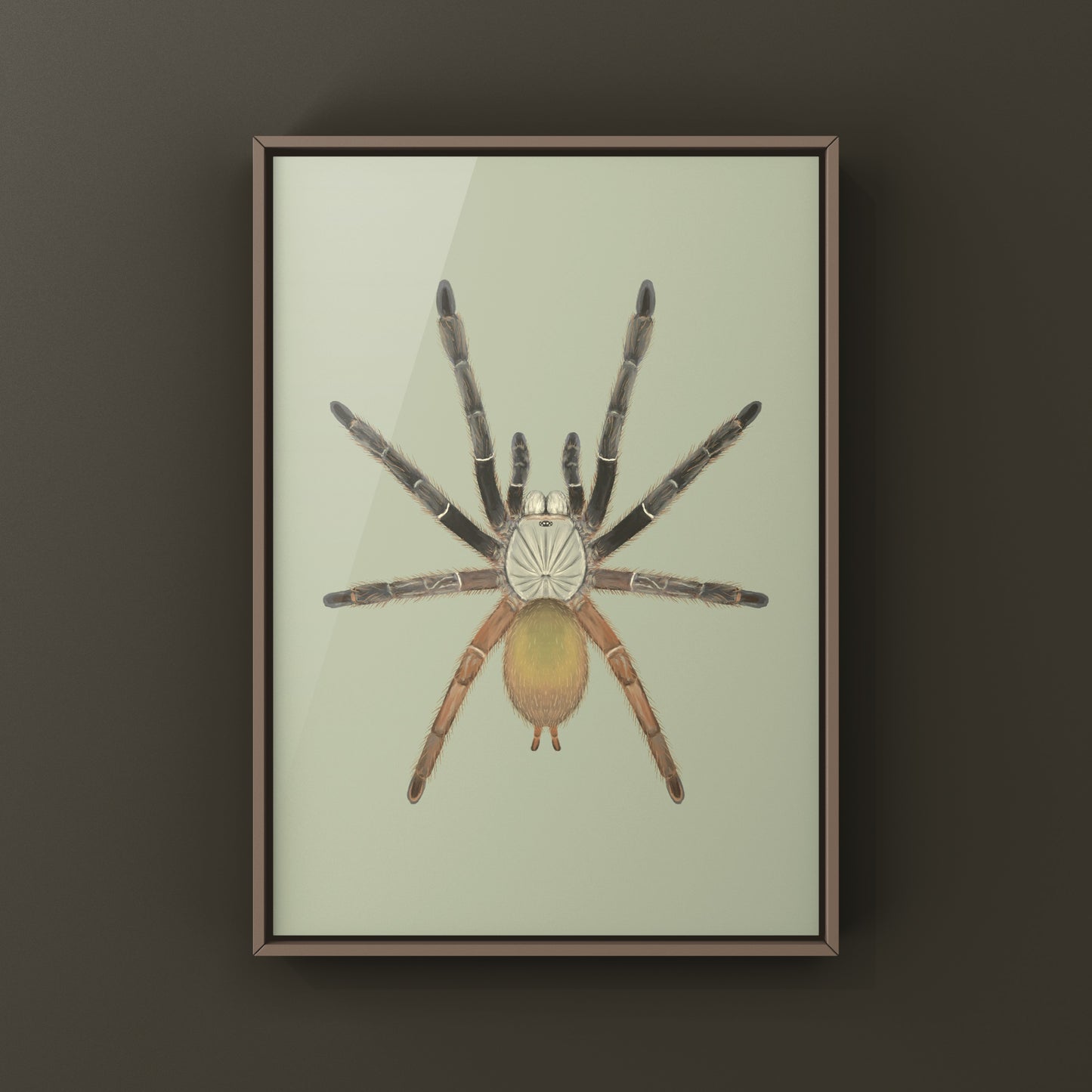 Emerald Skeleton Tarantula, Ephebopus Uatuman, Photographic Art Print from The Silk Ranch