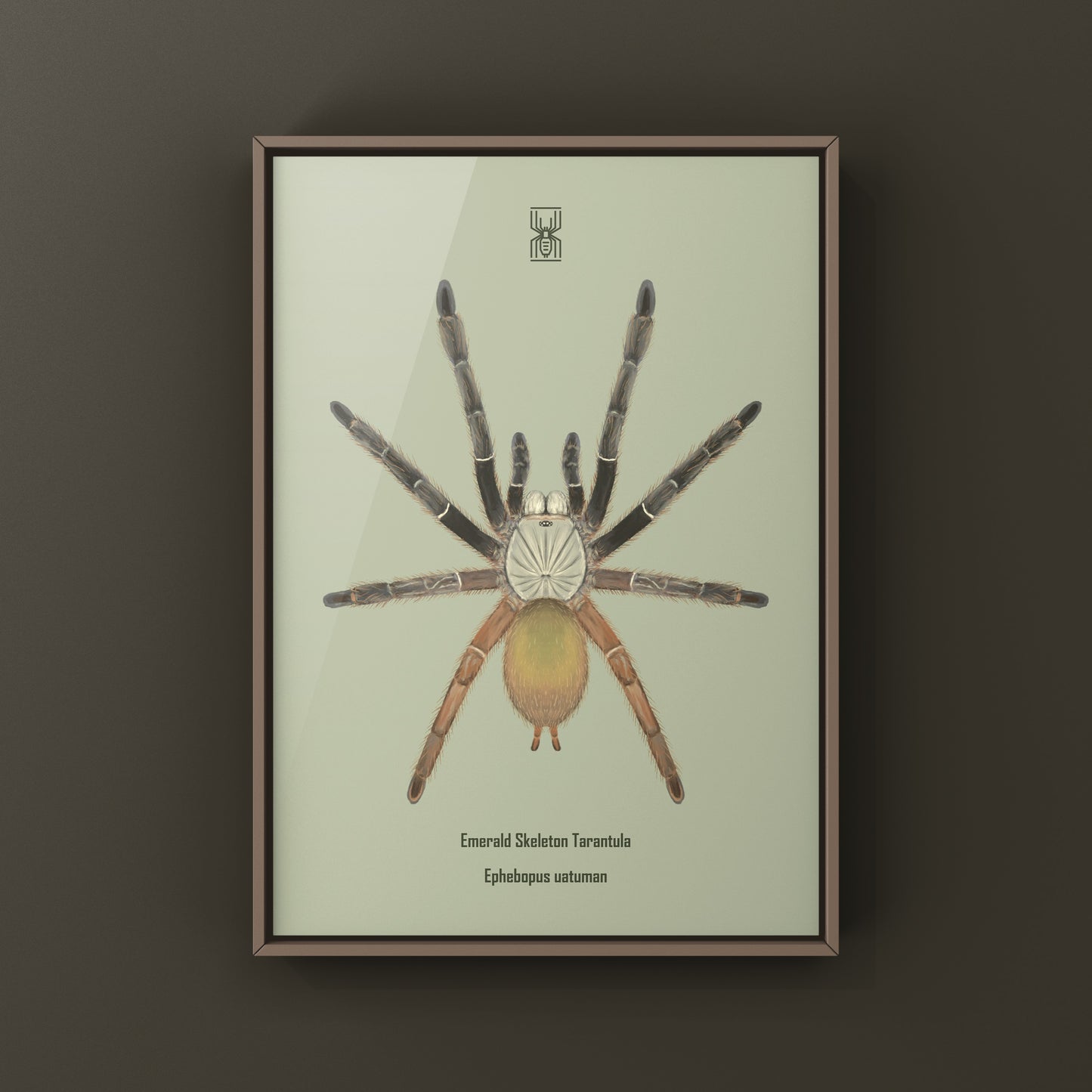 Emerald Skeleton Tarantula, Ephebopus Uatuman, Photographic Art Print from The Silk Ranch