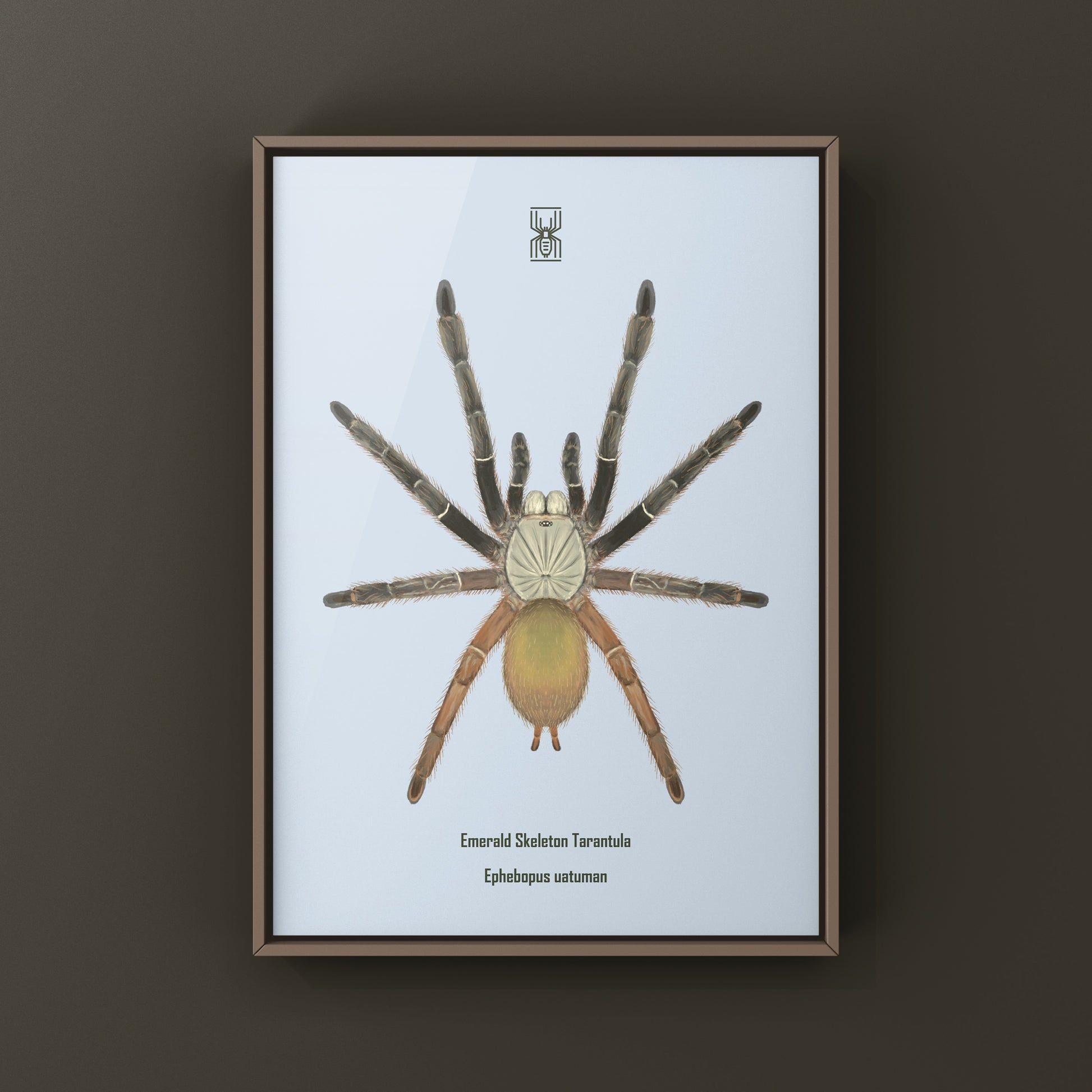 Emerald Skeleton Tarantula, Ephebopus Uatuman, Photographic Art Print from The Silk Ranch