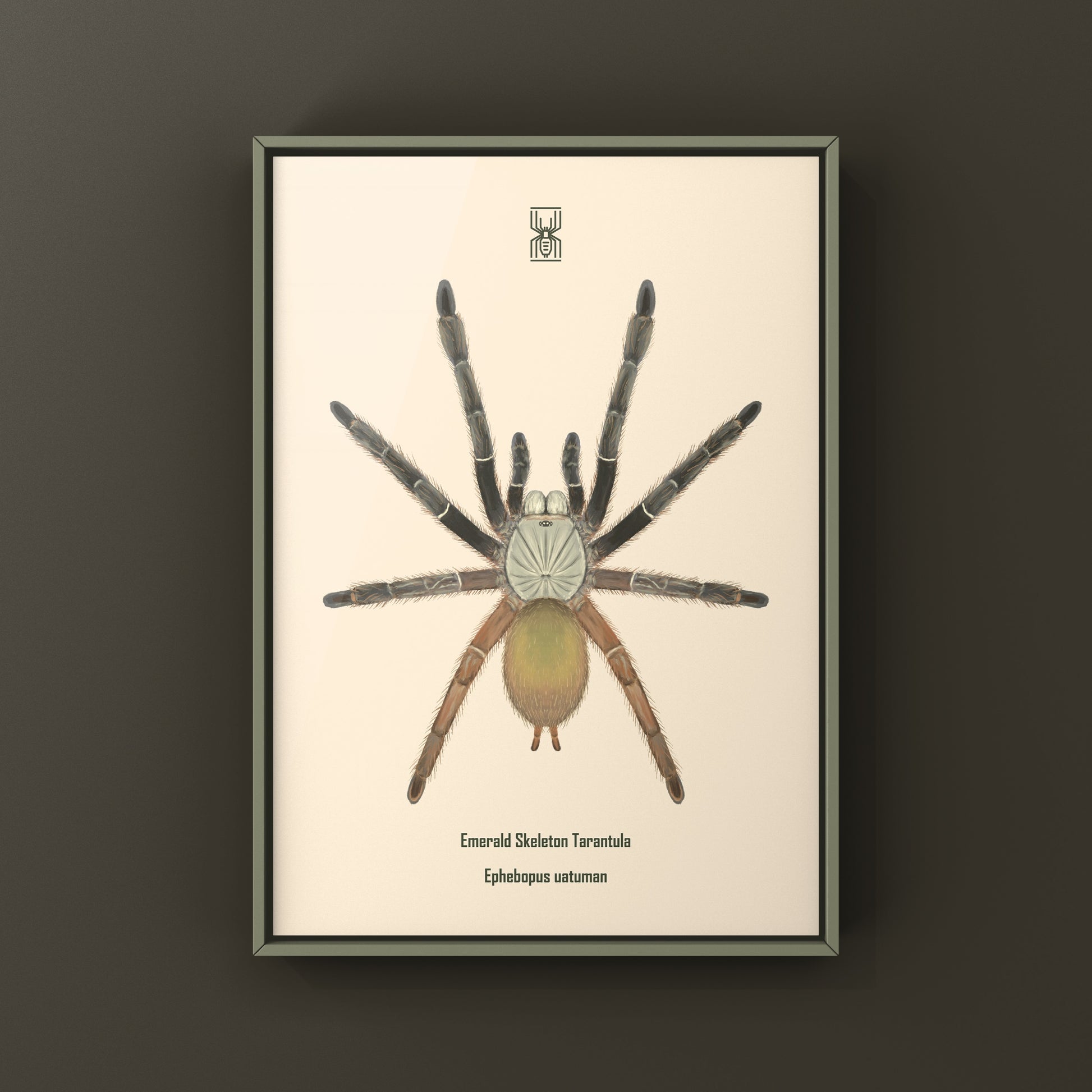 Emerald Skeleton Tarantula, Ephebopus Uatuman, Photographic Art Print from The Silk Ranch