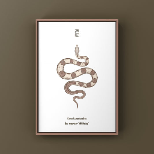 VPI Motley Central American Boa Art Print (Boa imperator)