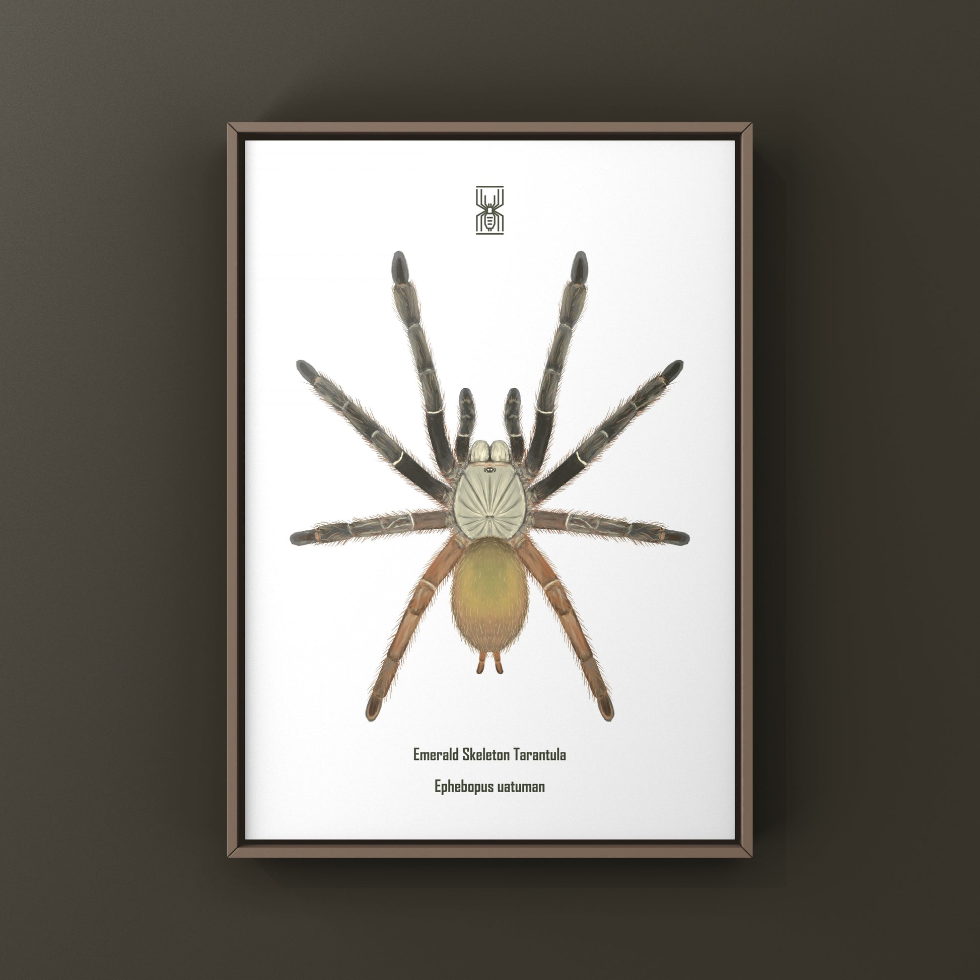 Emerald Skeleton Tarantula, Ephebopus Uatuman, Photographic Art Print from The Silk Ranch