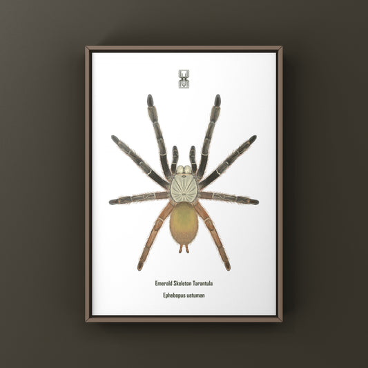 Emerald Skeleton Tarantula, Ephebopus Uatuman, Photographic Art Print from The Silk Ranch