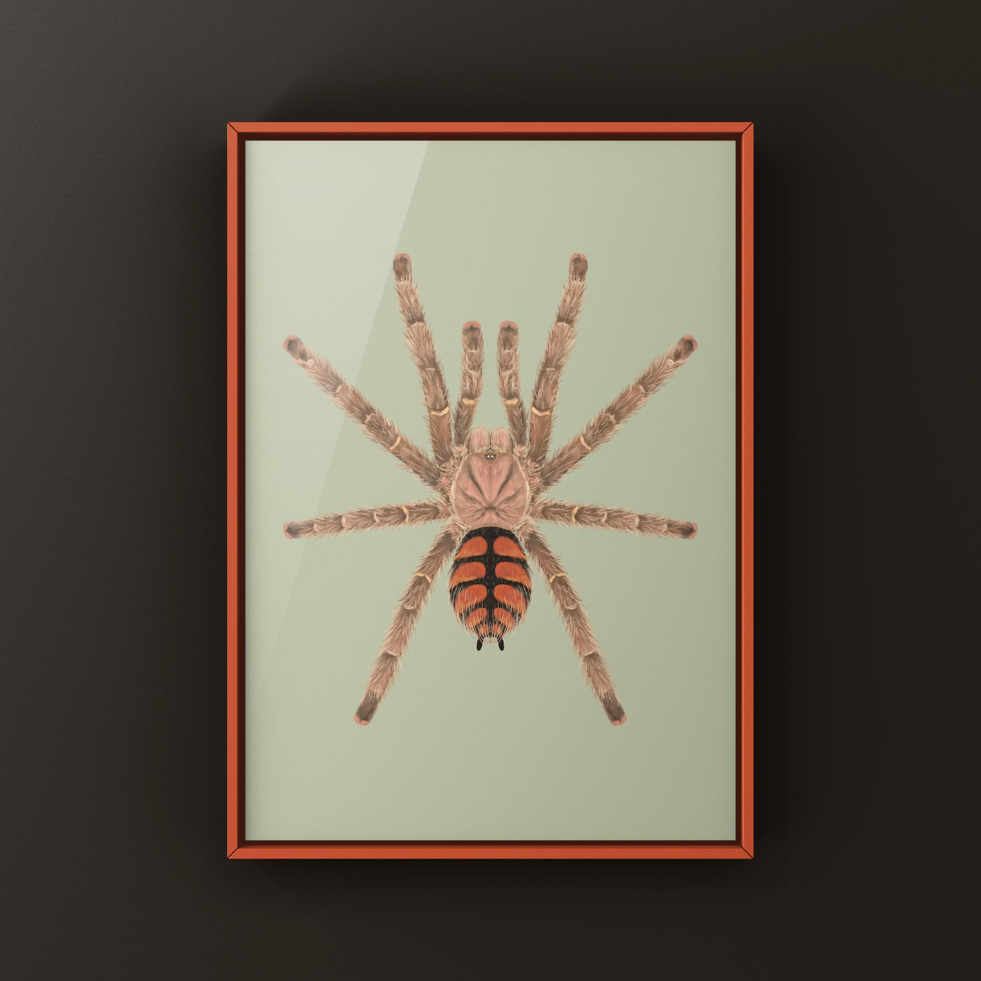 Red Slate Pinktoe Tarantula, Avicularia Minatrix, Photographic Art Print from The Silk Ranch