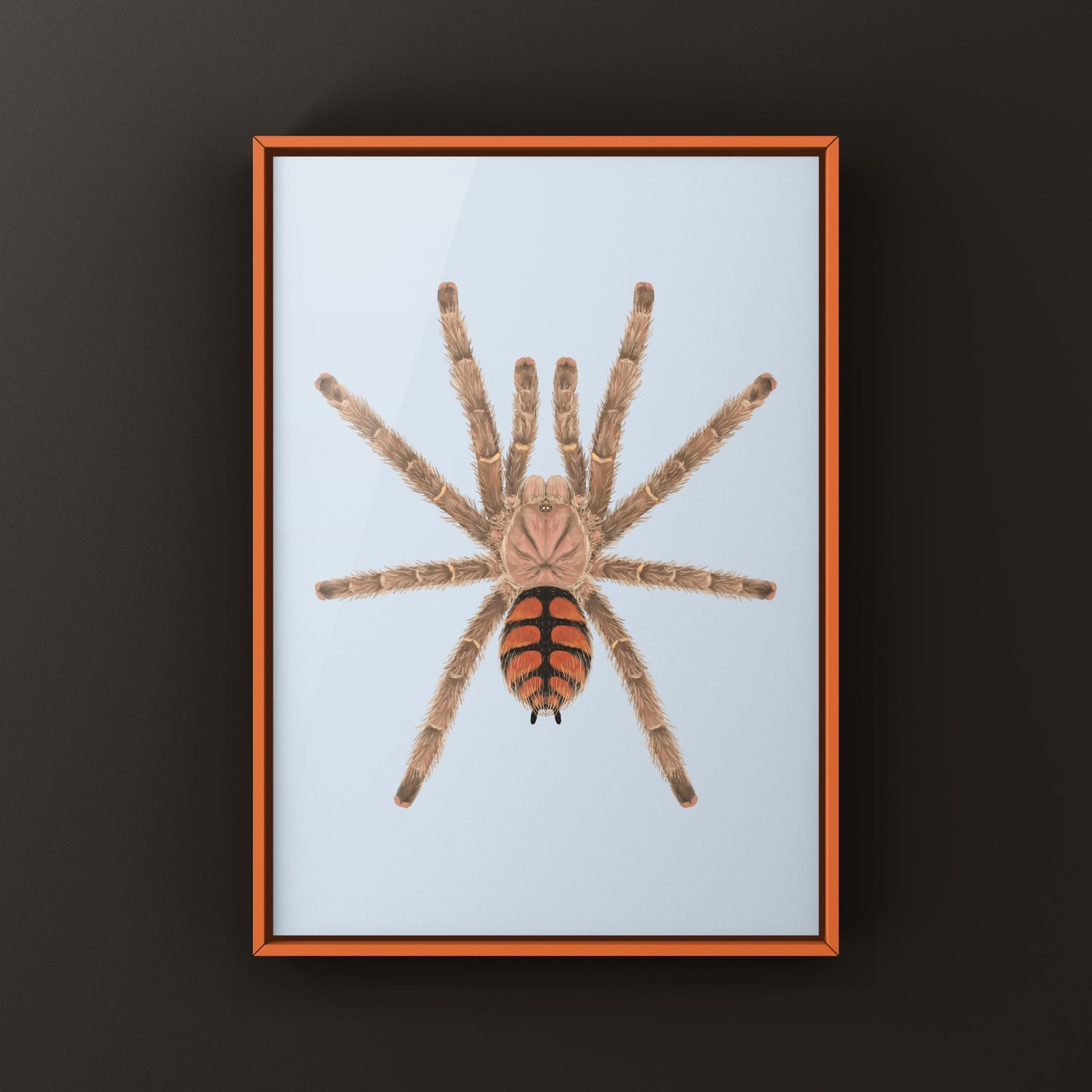 Red Slate Pinktoe Tarantula, Avicularia Minatrix, Photographic Art Print from The Silk Ranch