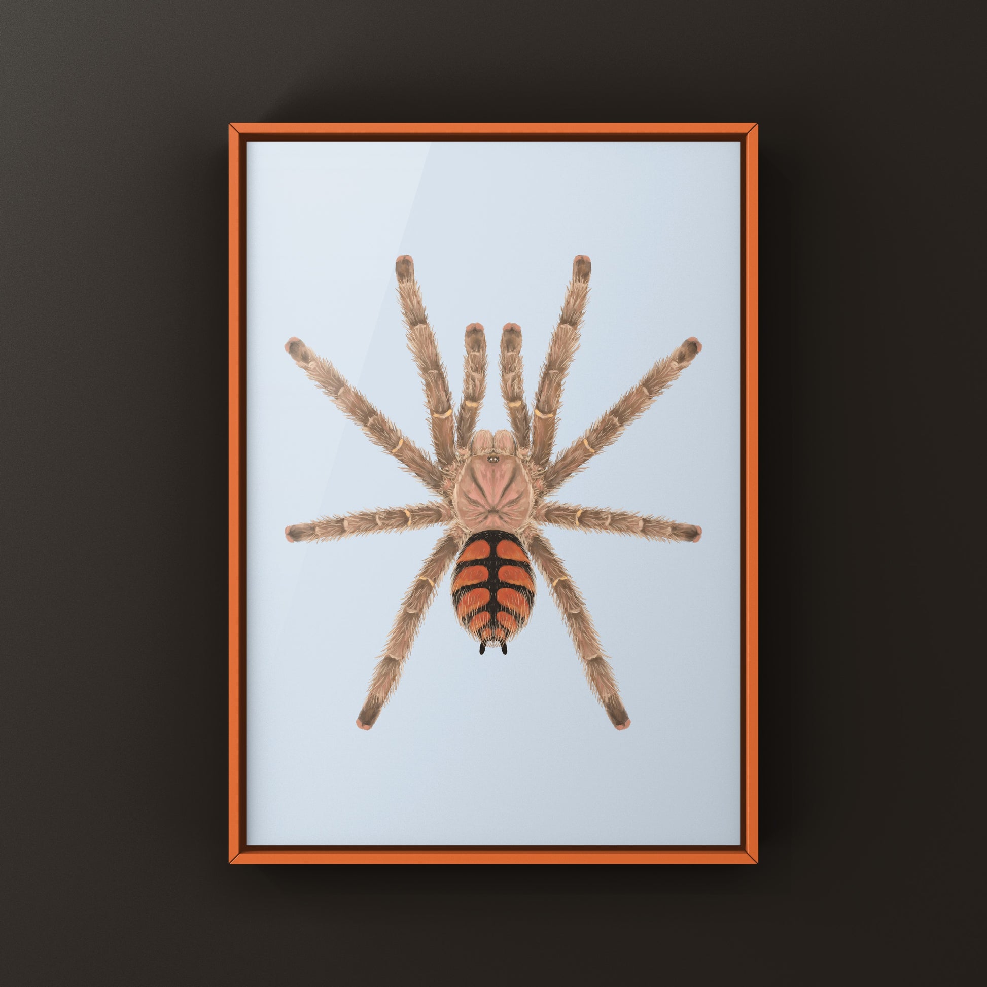 Red Slate Pinktoe Tarantula, Avicularia Minatrix, Photographic Art Print from The Silk Ranch