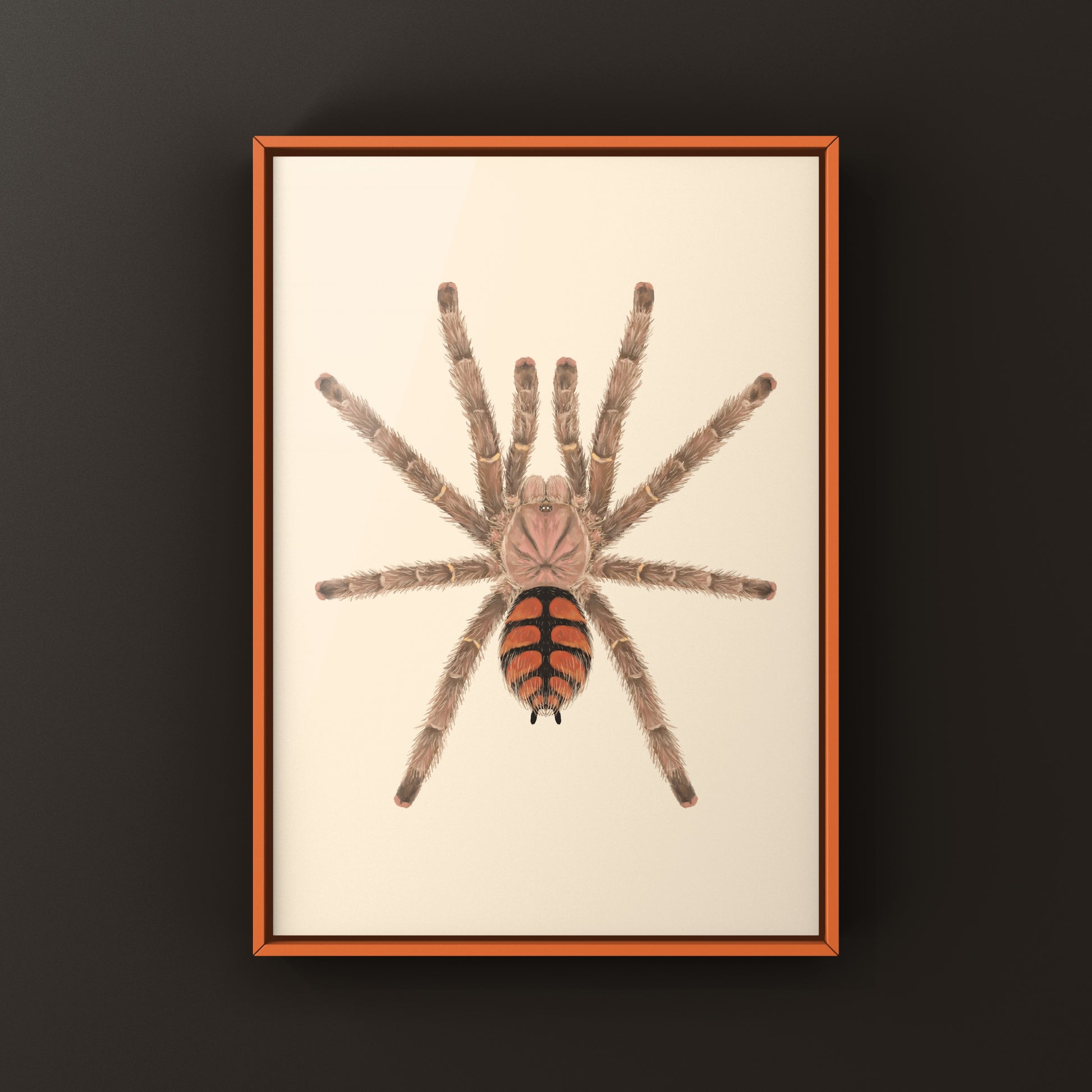 Red Slate Pinktoe Tarantula, Avicularia Minatrix, Photographic Art Print from The Silk Ranch