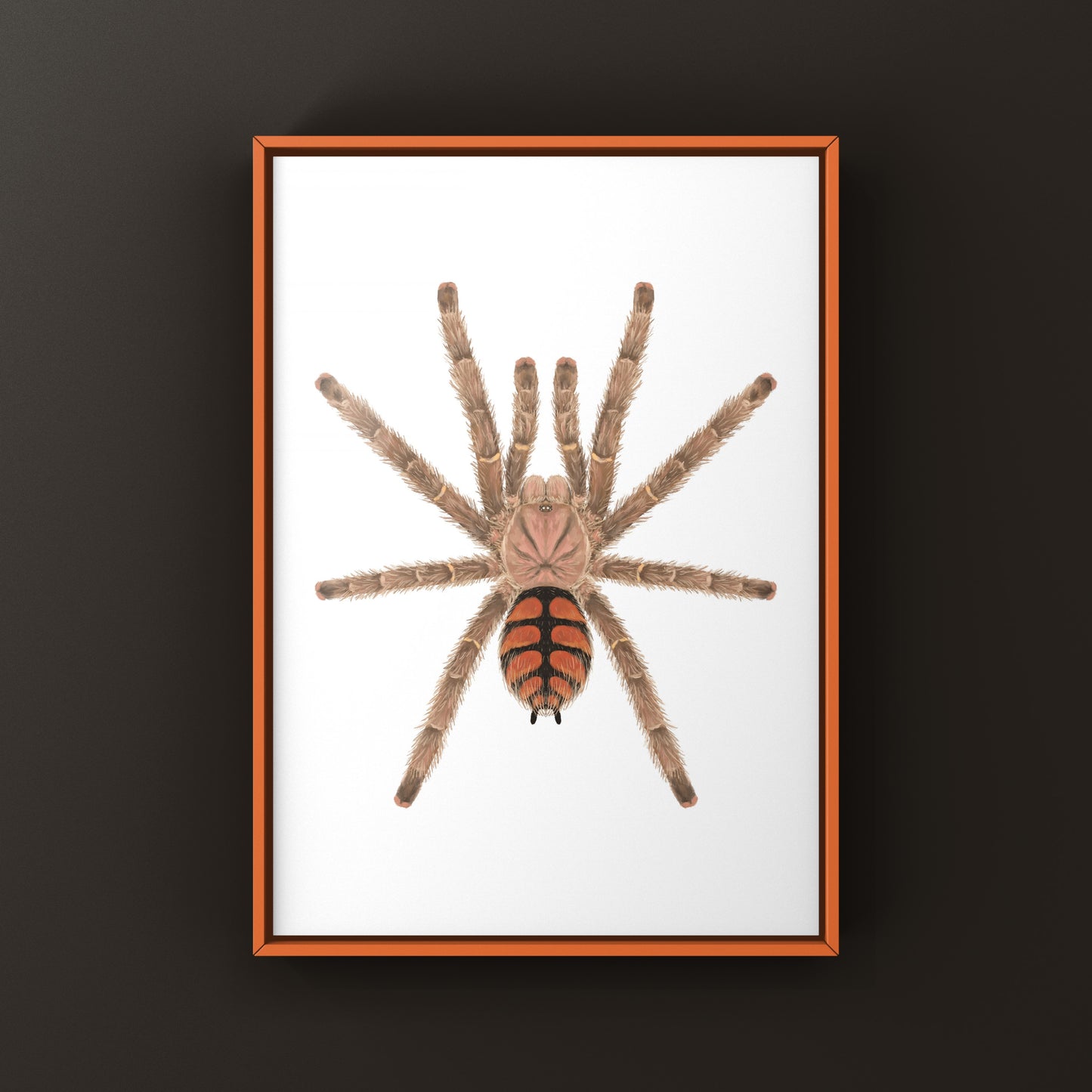 Red Slate Pinktoe Tarantula, Avicularia Minatrix, Photographic Art Print from The Silk Ranch
