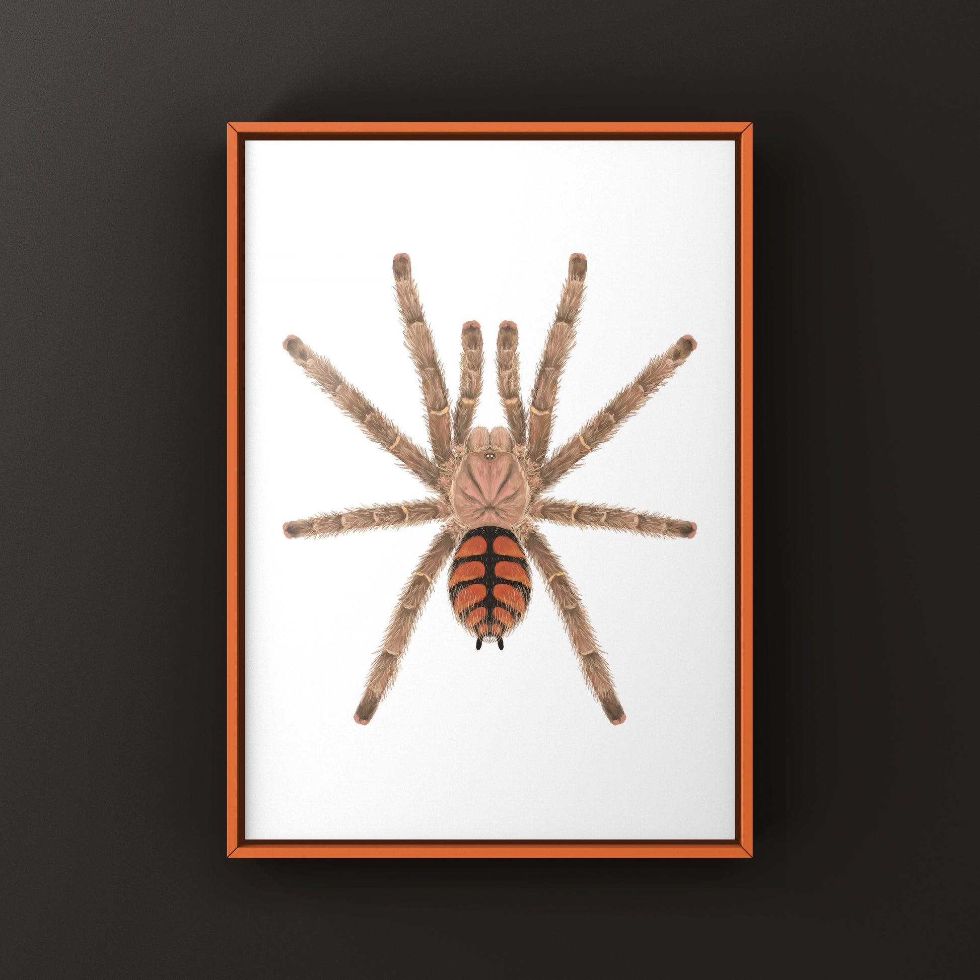 Red Slate Pinktoe Tarantula, Avicularia Minatrix, Photographic Art Print from The Silk Ranch