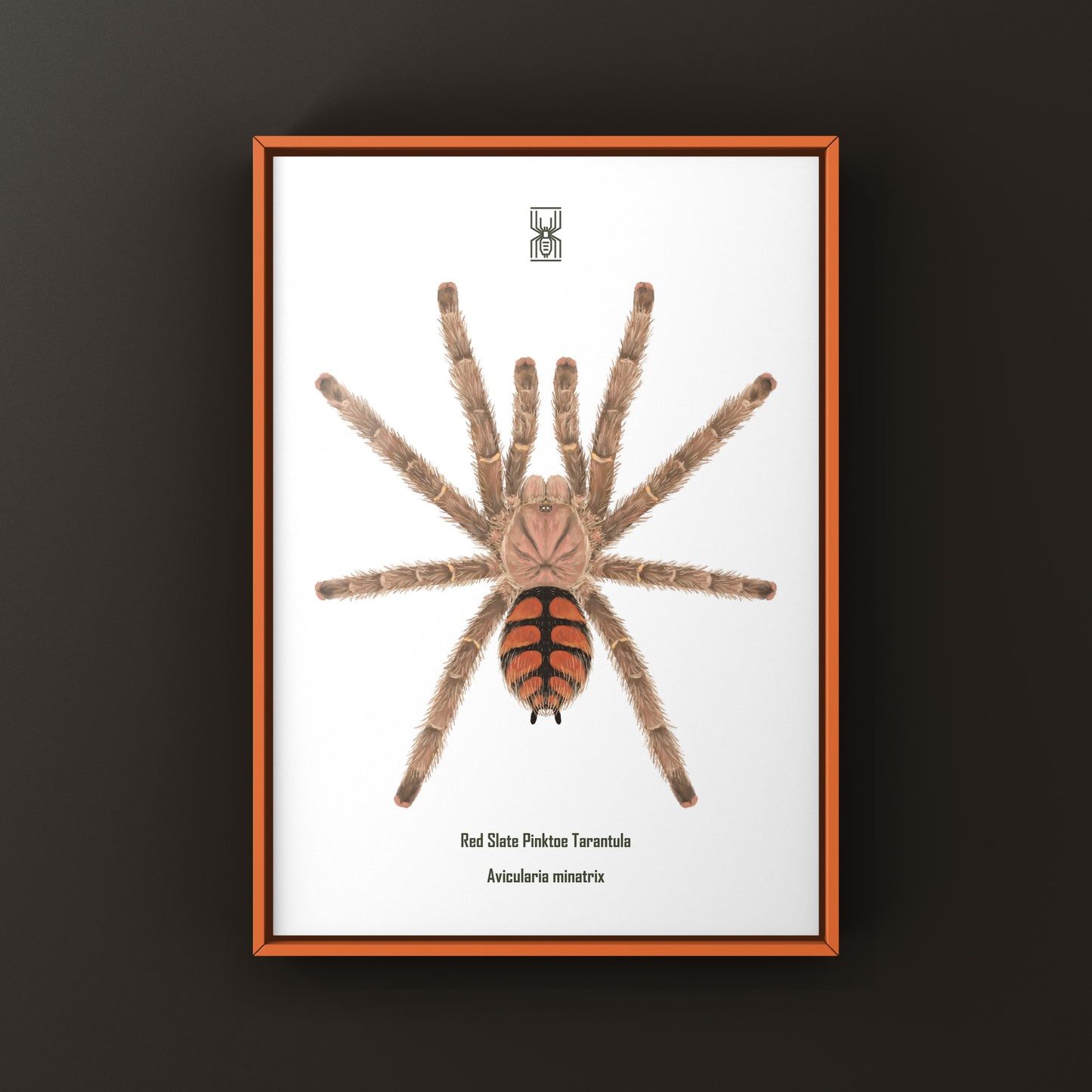 Red Slate Pinktoe Tarantula, Avicularia Minatrix, Photographic Art Print from The Silk Ranch