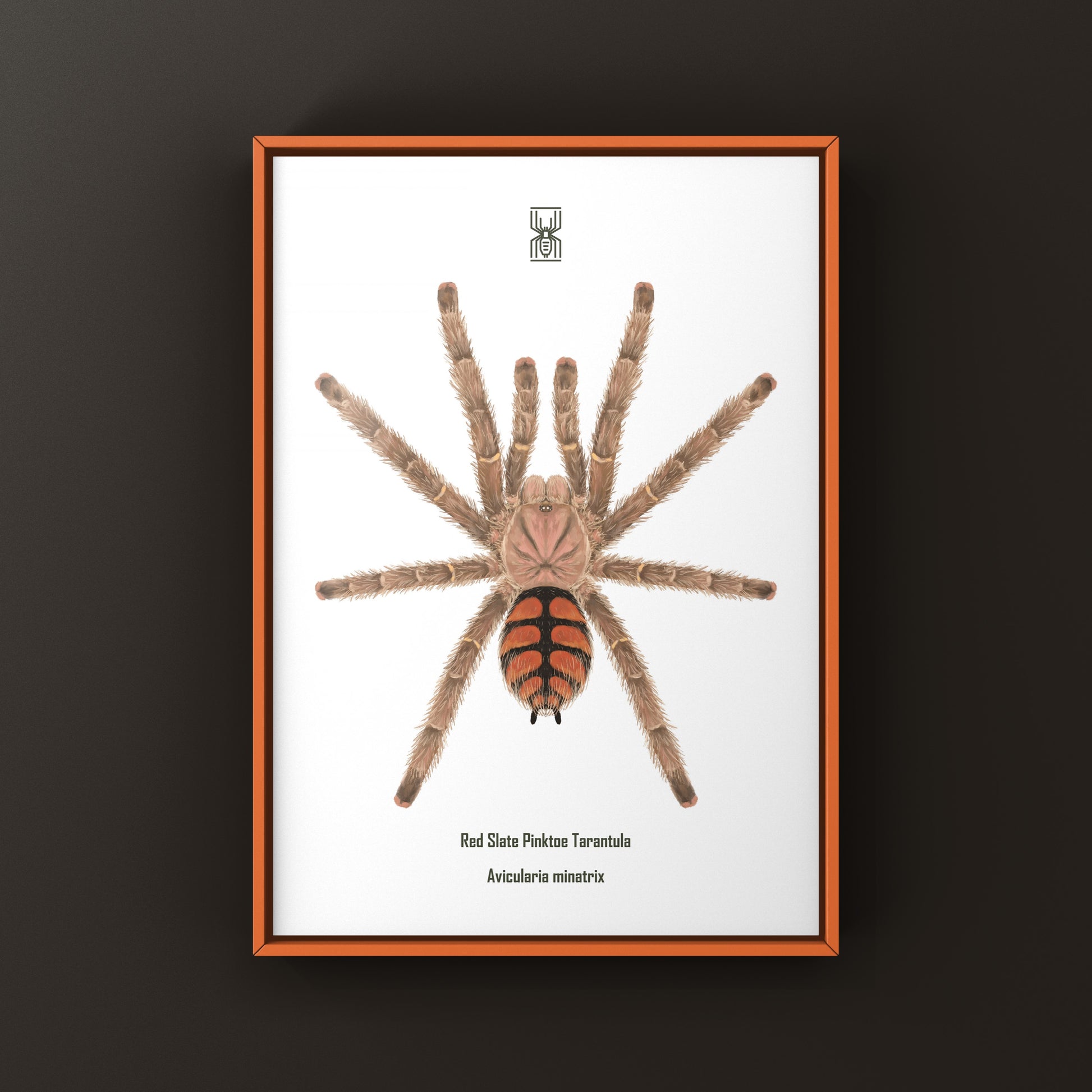 Red Slate Pinktoe Tarantula, Avicularia Minatrix, Photographic Art Print from The Silk Ranch