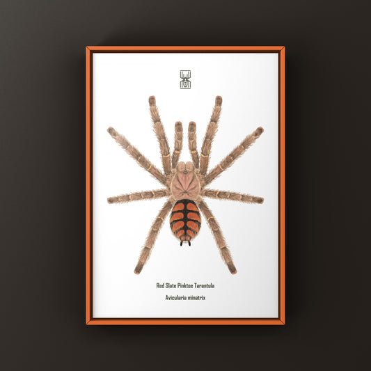 Red Slate Pinktoe Tarantula, Avicularia Minatrix, Photographic Art Print from The Silk Ranch