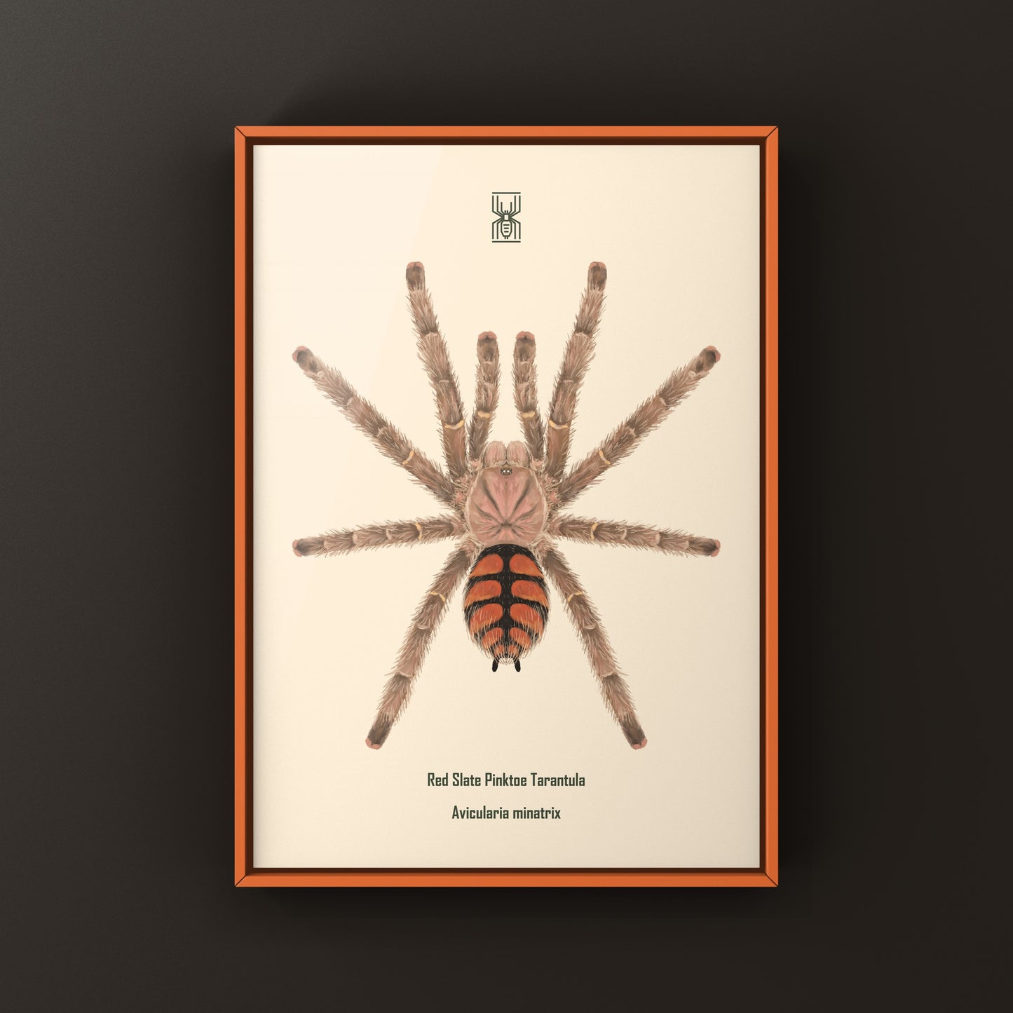 Red Slate Pinktoe Tarantula, Avicularia Minatrix, Photographic Art Print from The Silk Ranch