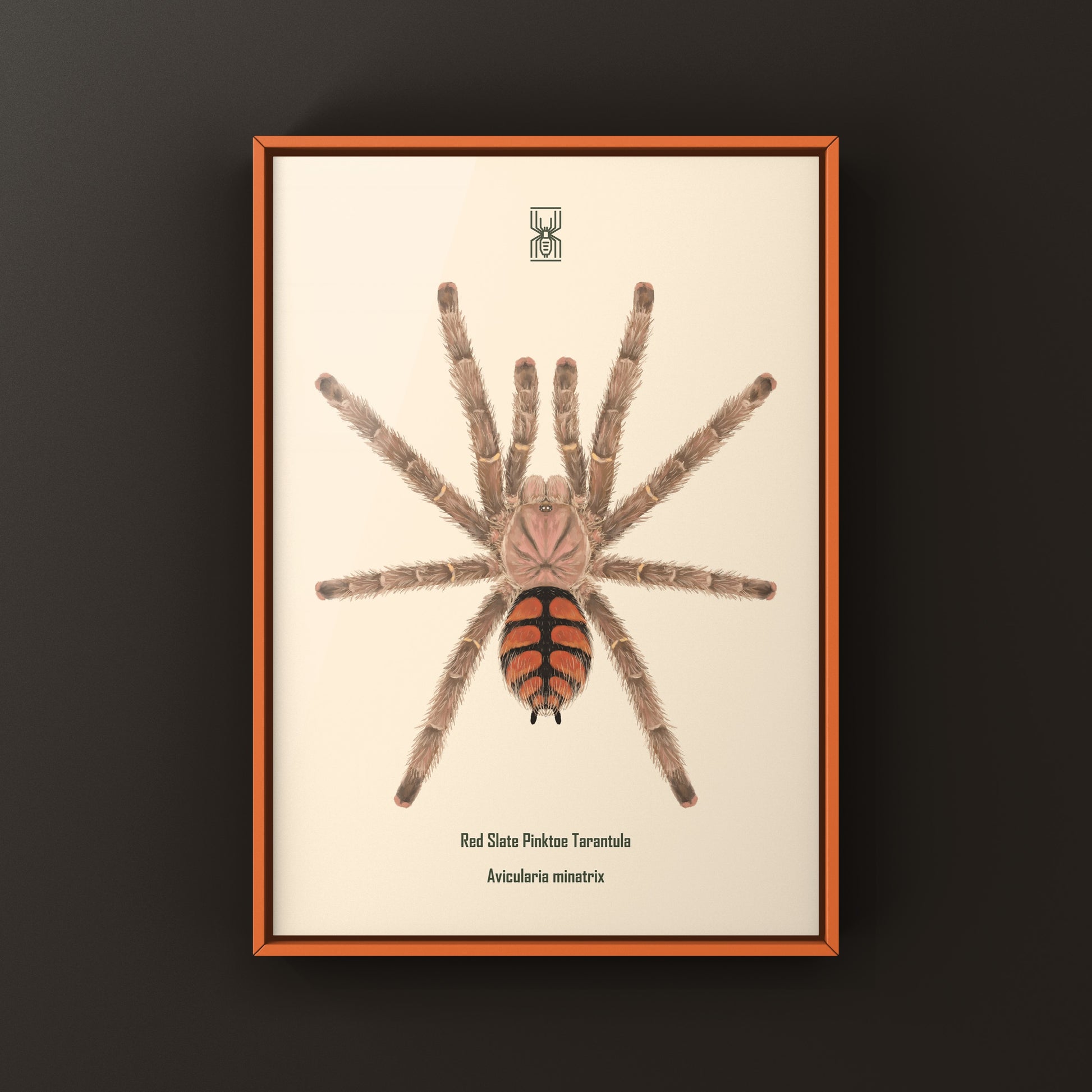 Red Slate Pinktoe Tarantula, Avicularia Minatrix, Photographic Art Print from The Silk Ranch