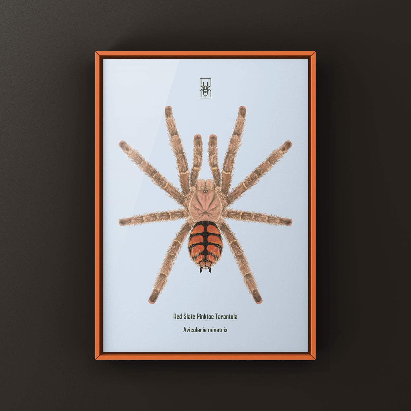 Red Slate Pinktoe Tarantula, Avicularia Minatrix, Photographic Art Print from The Silk Ranch