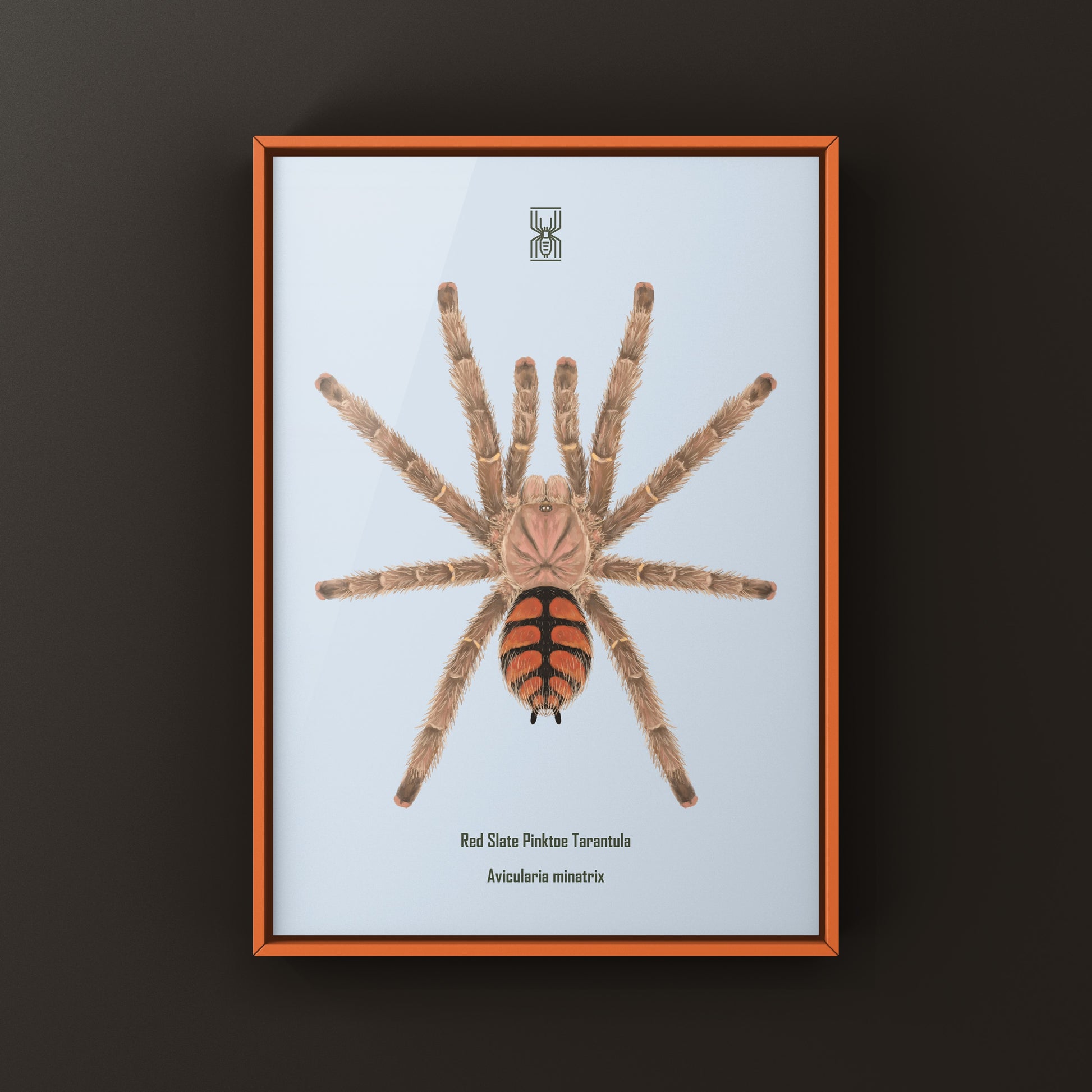 Red Slate Pinktoe Tarantula, Avicularia Minatrix, Photographic Art Print from The Silk Ranch