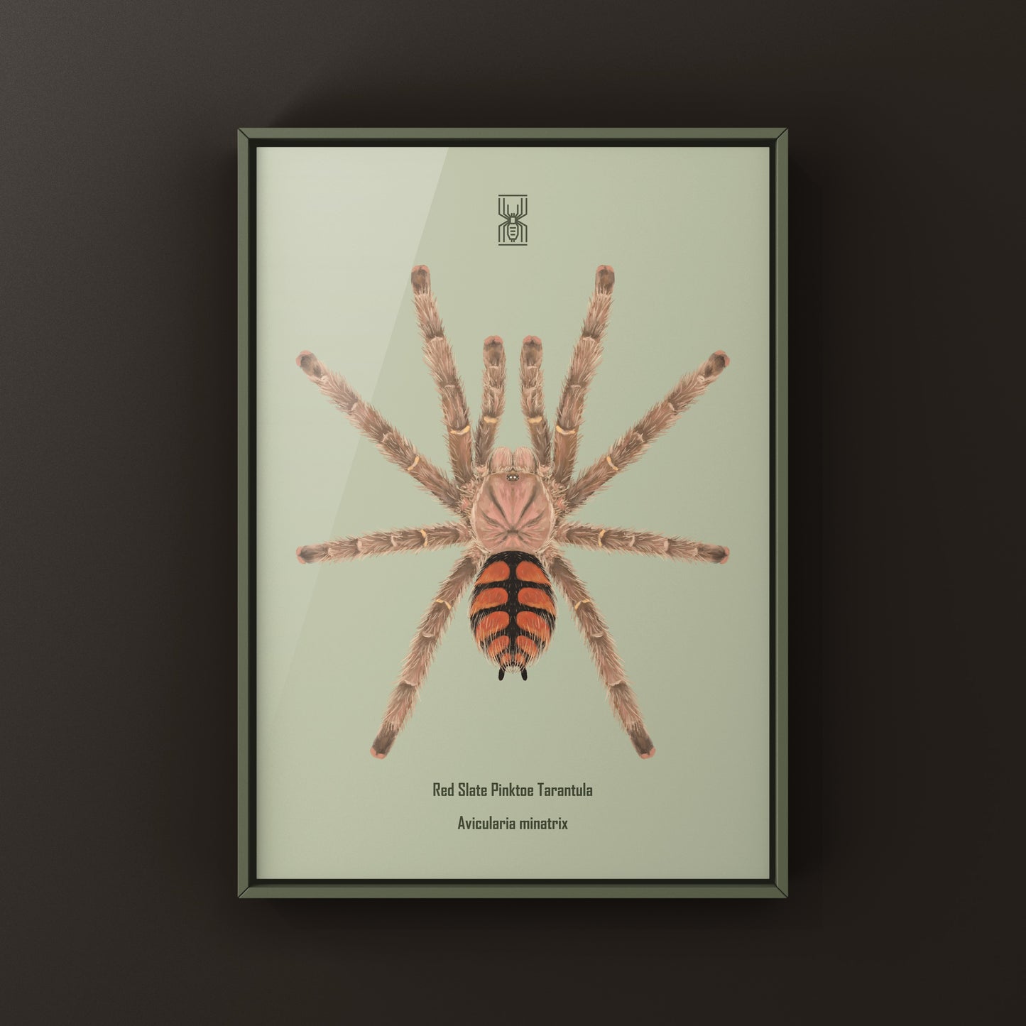 Red Slate Pinktoe Tarantula, Avicularia Minatrix, Photographic Art Print from The Silk Ranch