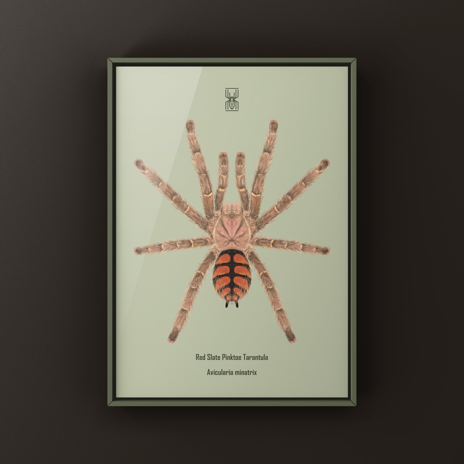 Red Slate Pinktoe Tarantula, Avicularia Minatrix, Photographic Art Print from The Silk Ranch