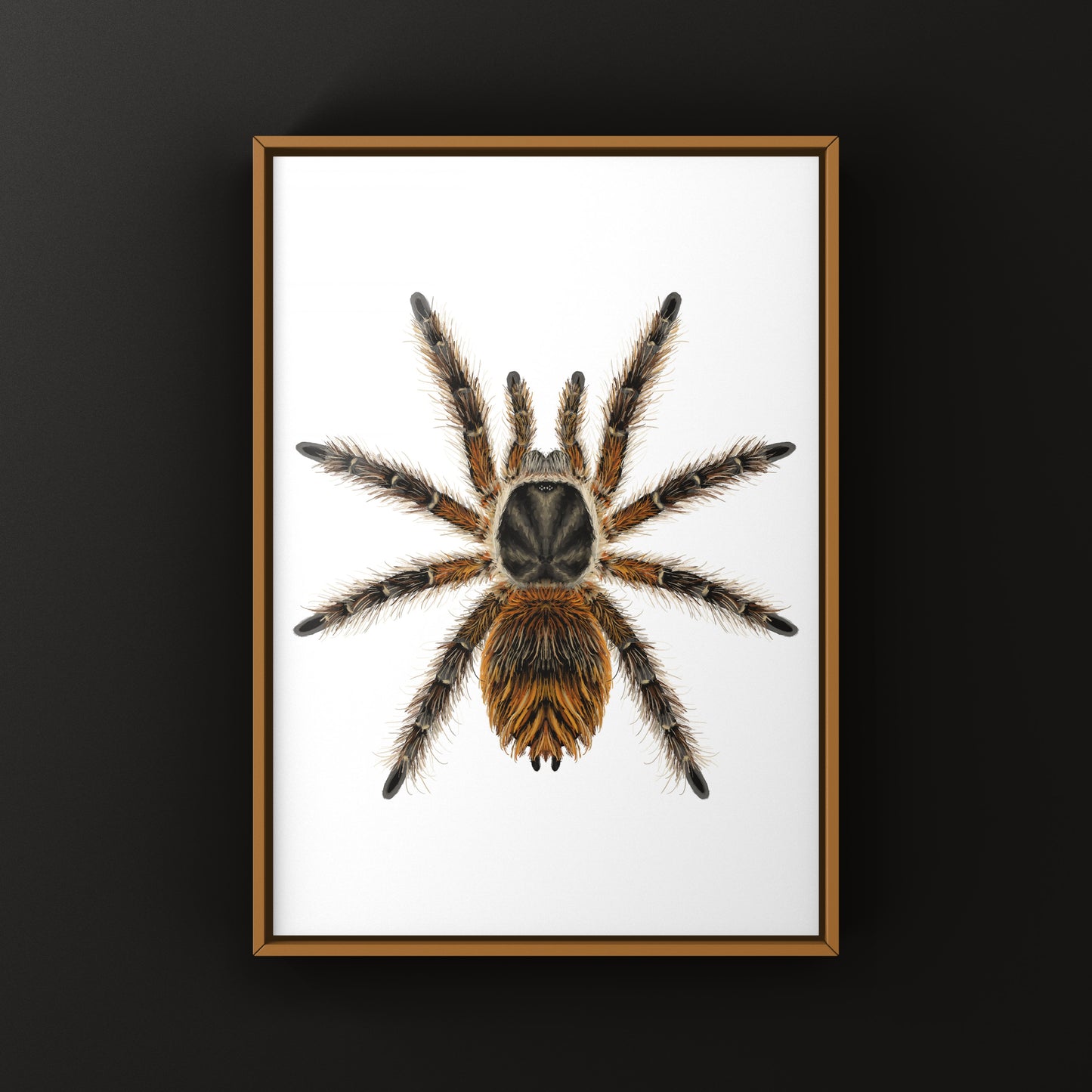 Chilean Ocelot Tarantula Art Print (Phrixotrichus vulpinus)