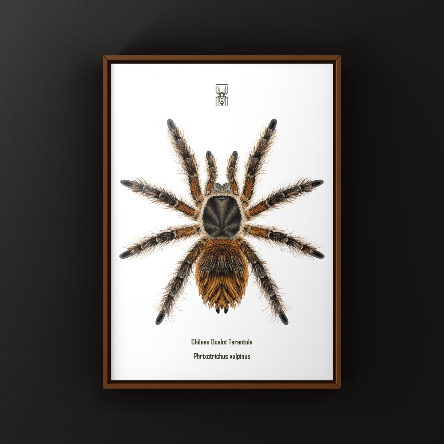 Chilean Ocelot Tarantula Art Print (Phrixotrichus vulpinus)