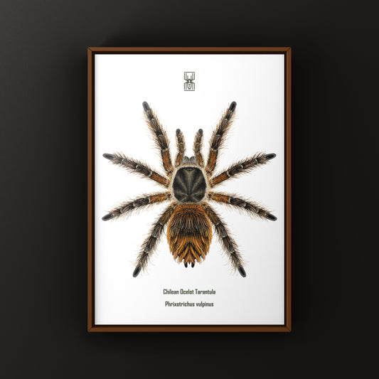 Chilean Ocelot Tarantula art print by The Silk Ranch showing detailed illustration of Phrixotrichus vulpinus spider on white background