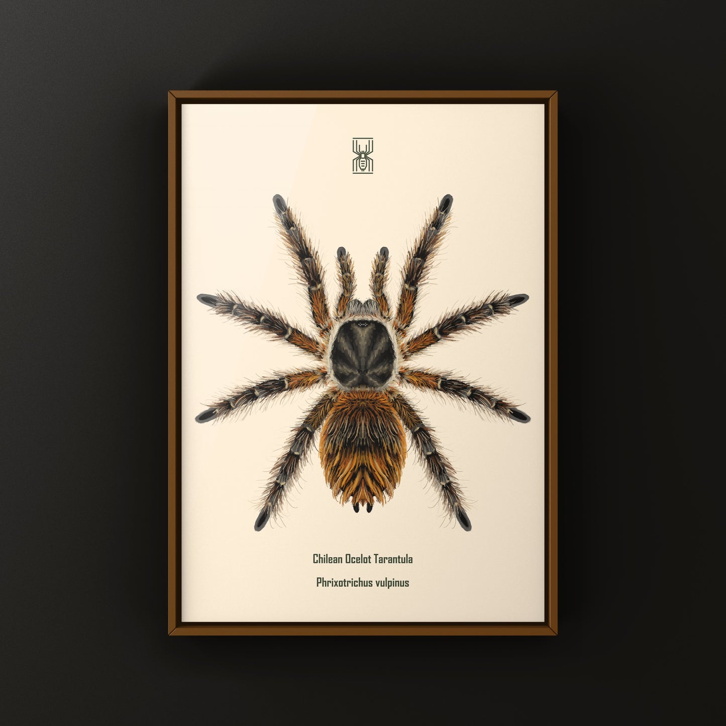 Chilean Ocelot Tarantula Art Print (Phrixotrichus vulpinus)