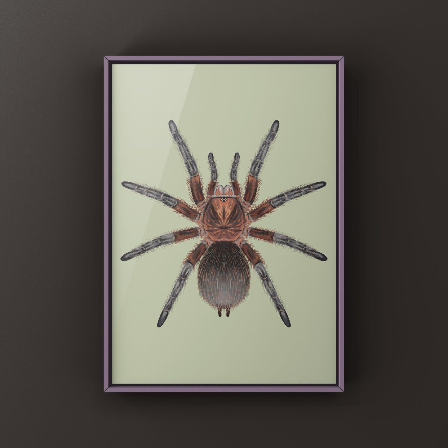 Red Island Birdeater Tarantula, Phormictopus Atrichomatus, Photographic Art Print from The Silk Ranch